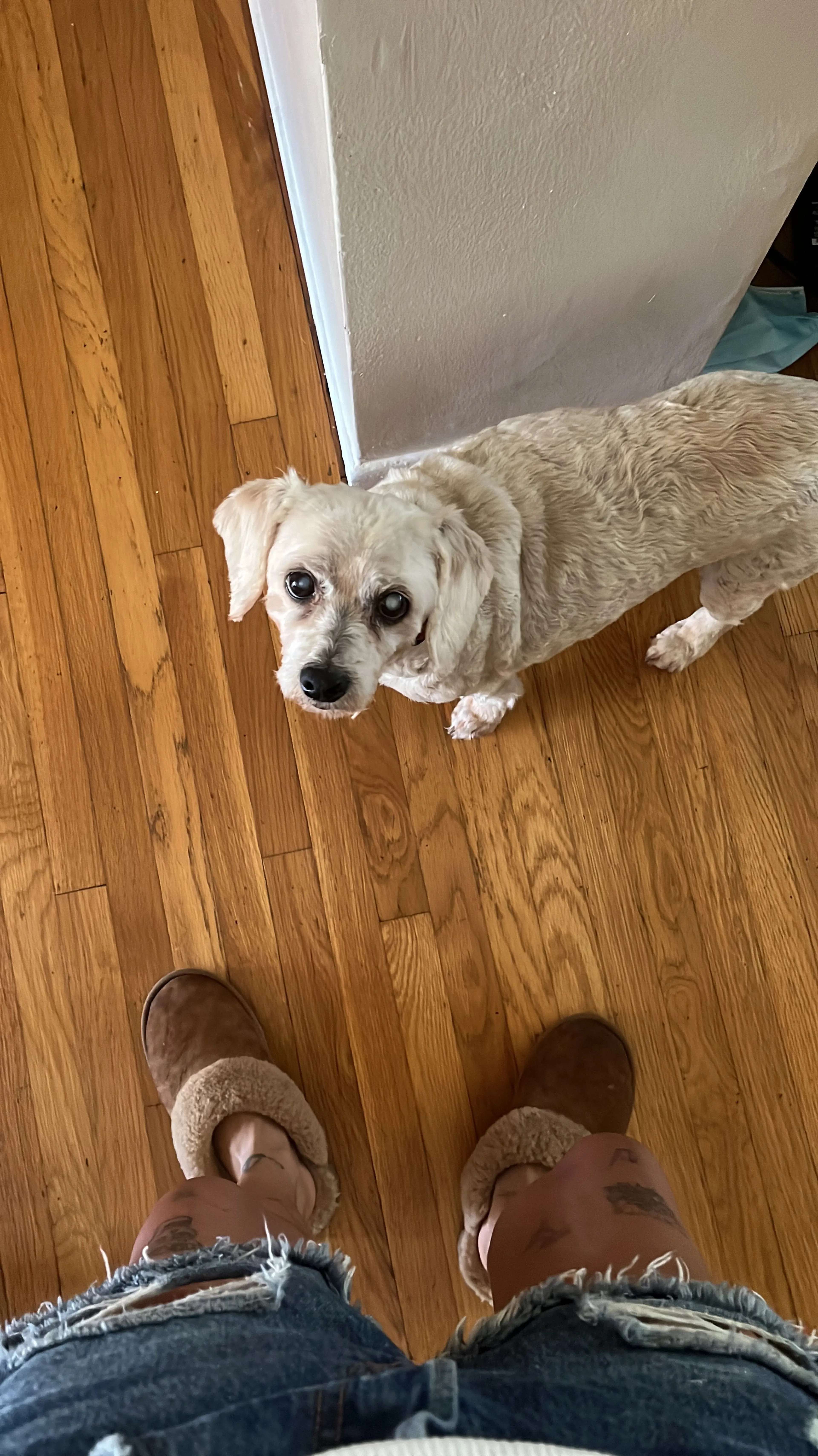 Lost pet-0