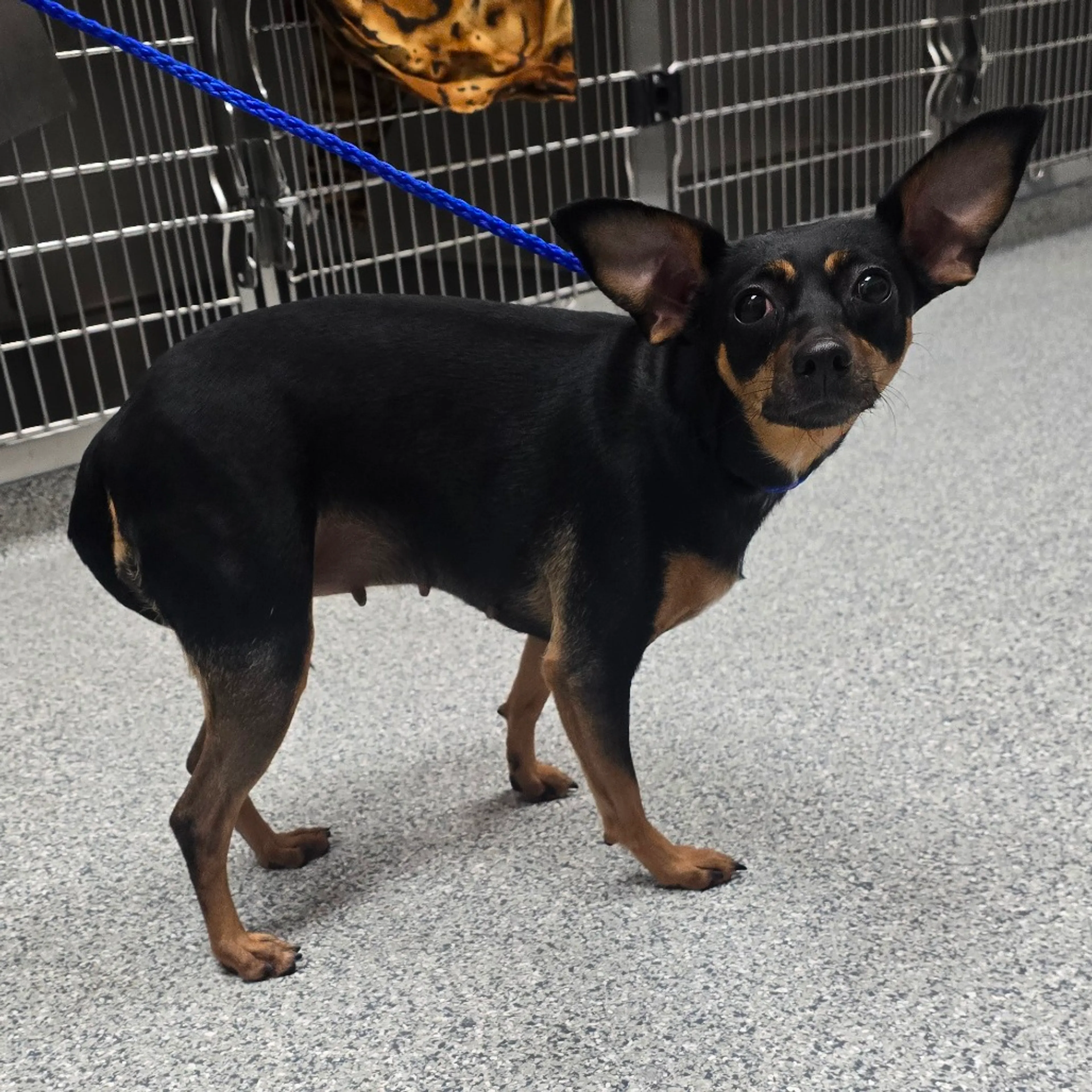 Found pet
