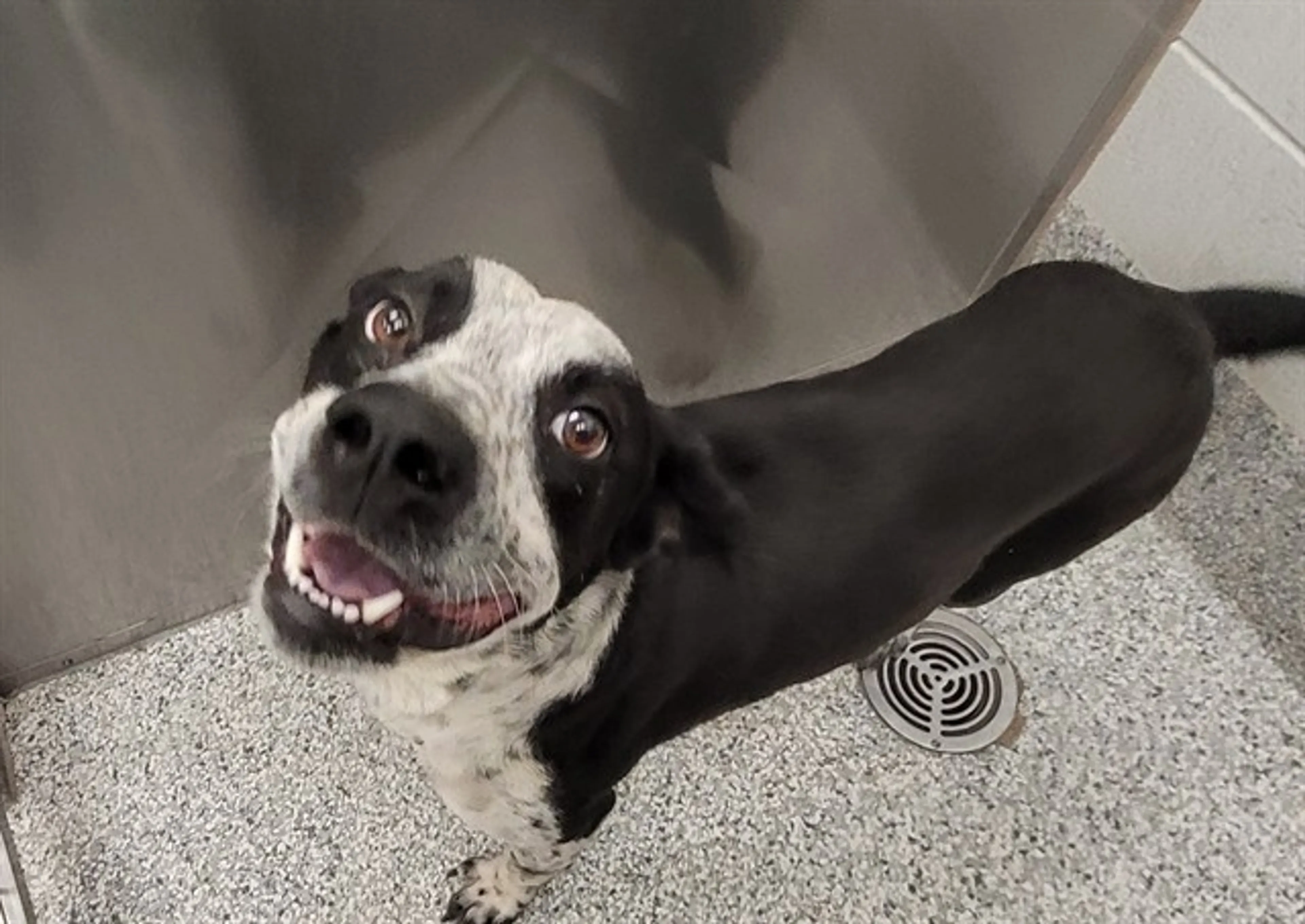 Found pet