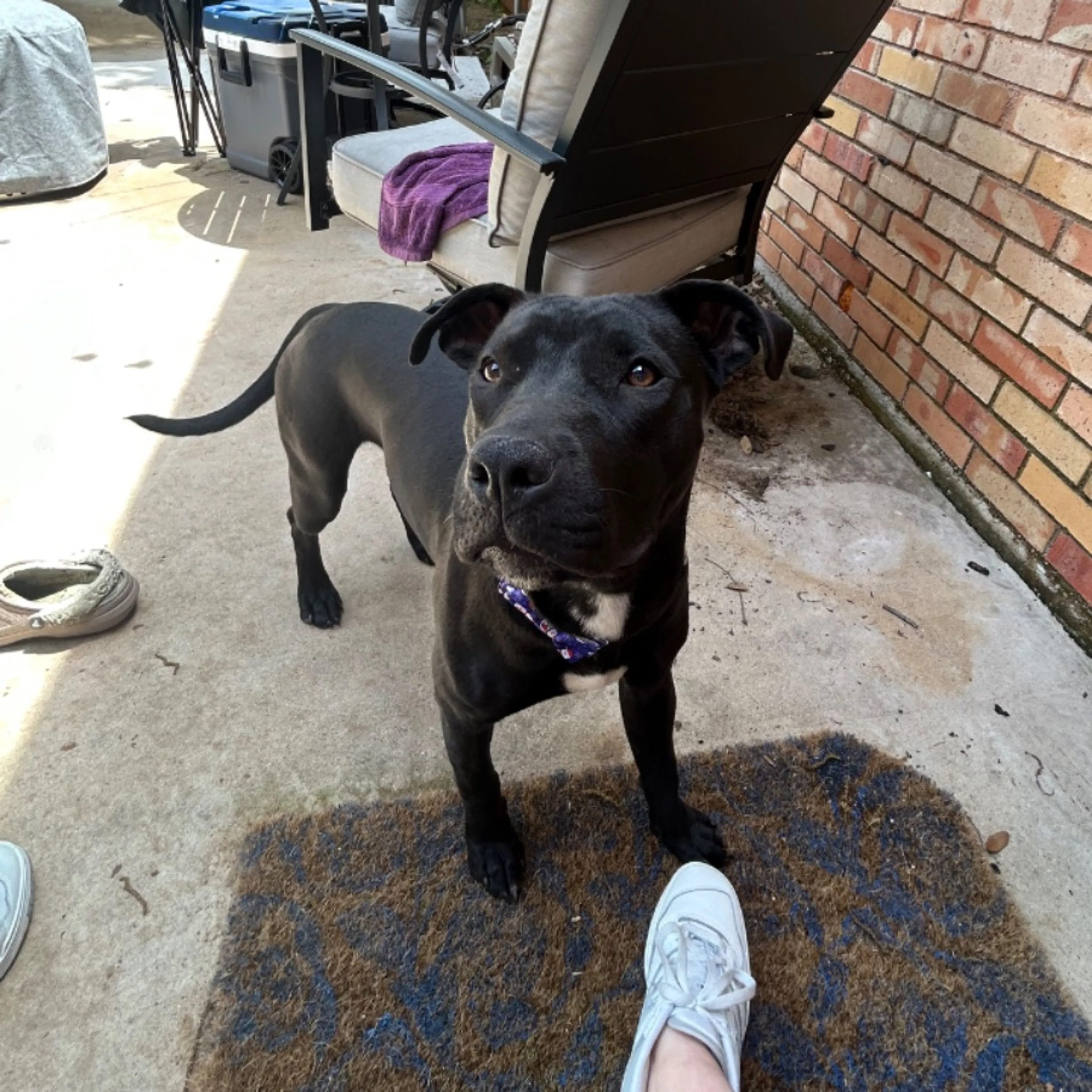 Found pet