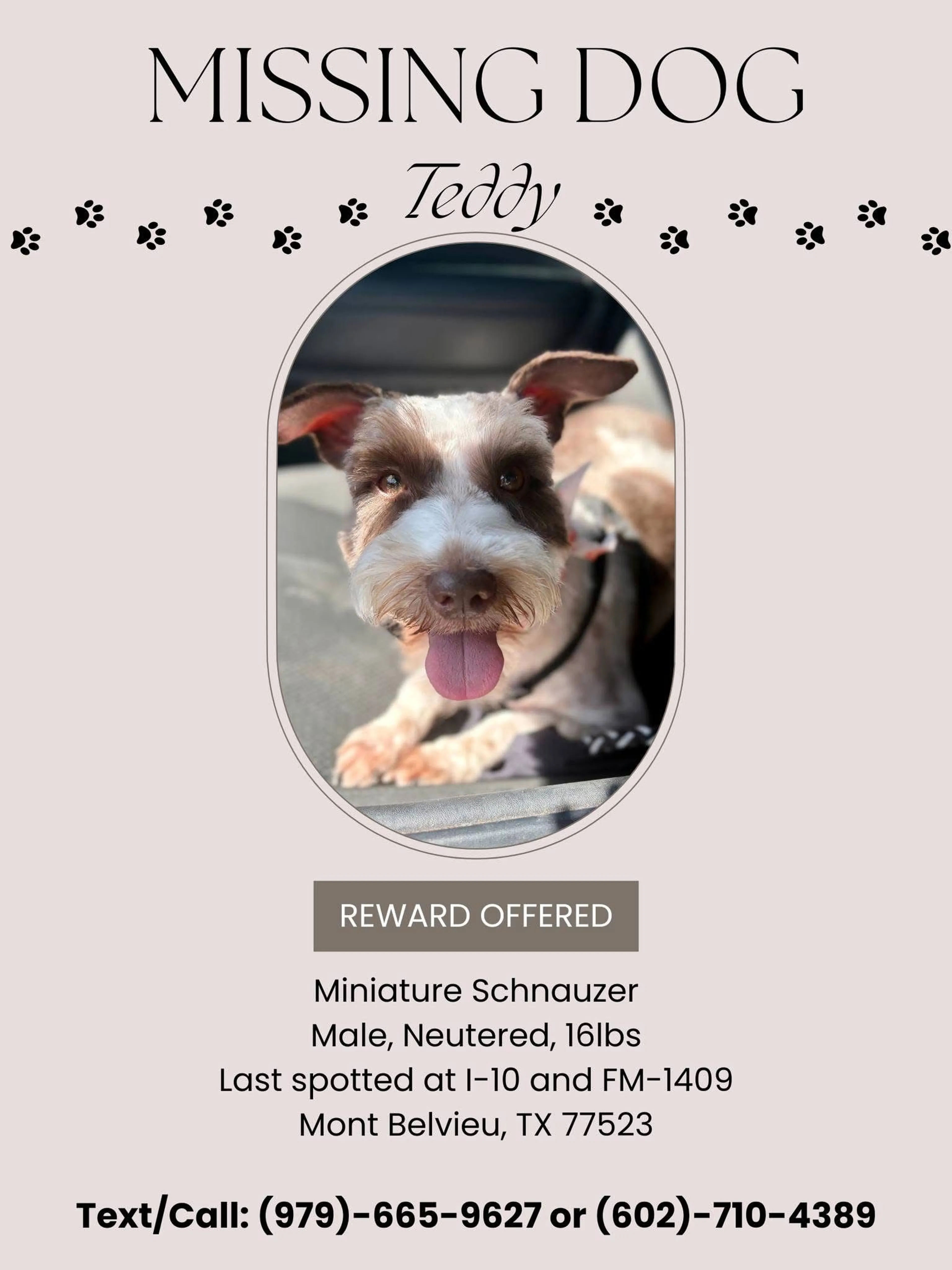 Lost pet