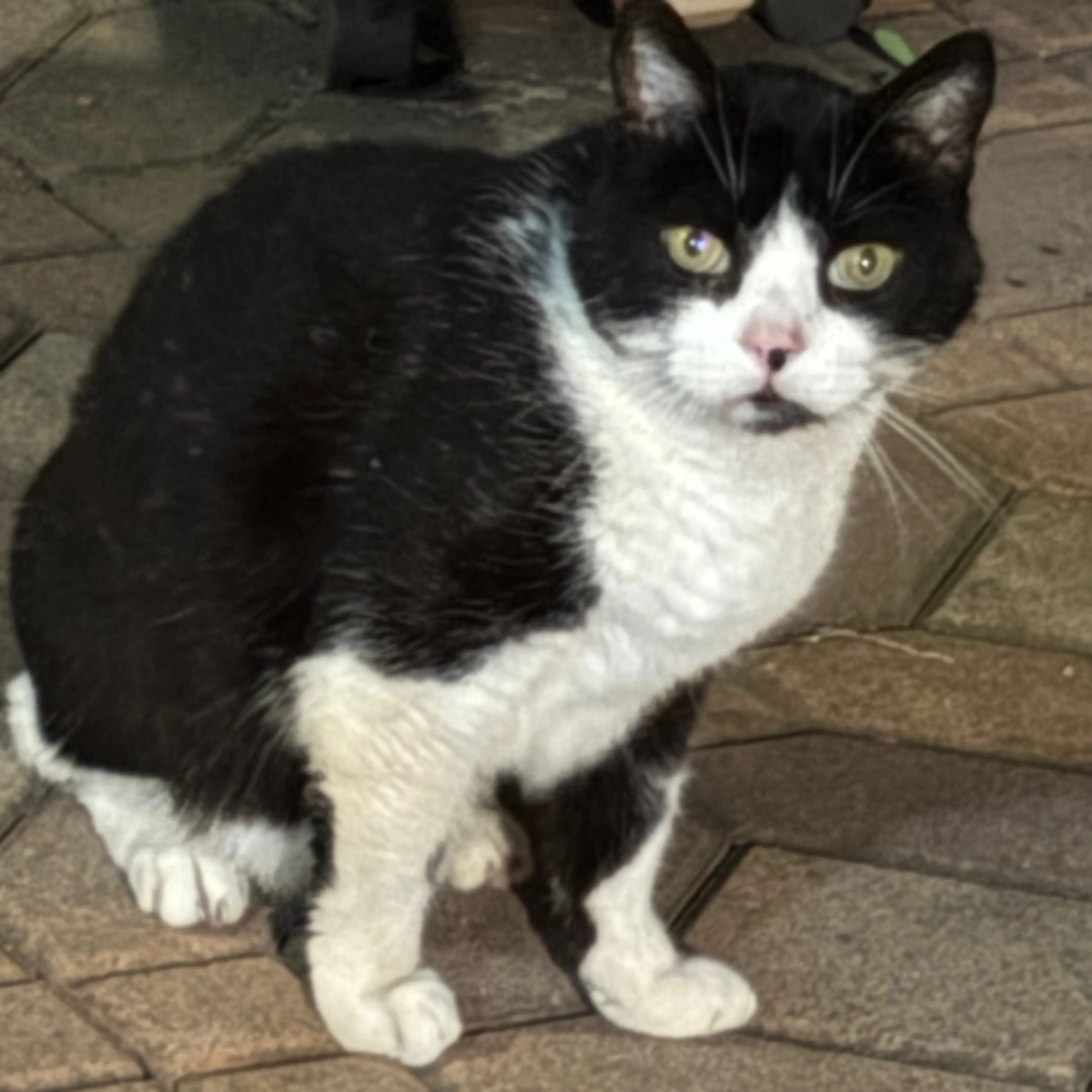 Found pet