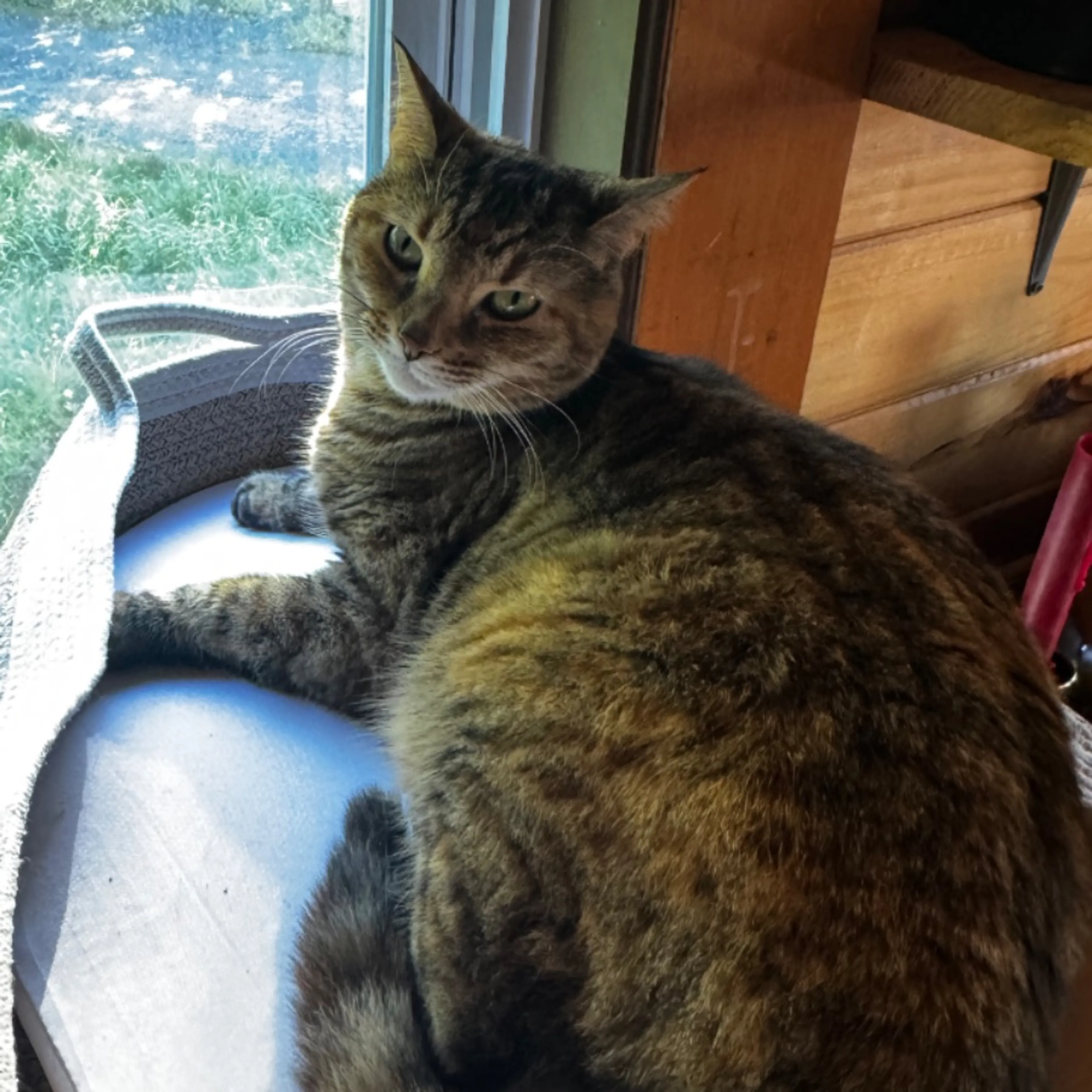 Lost pet
