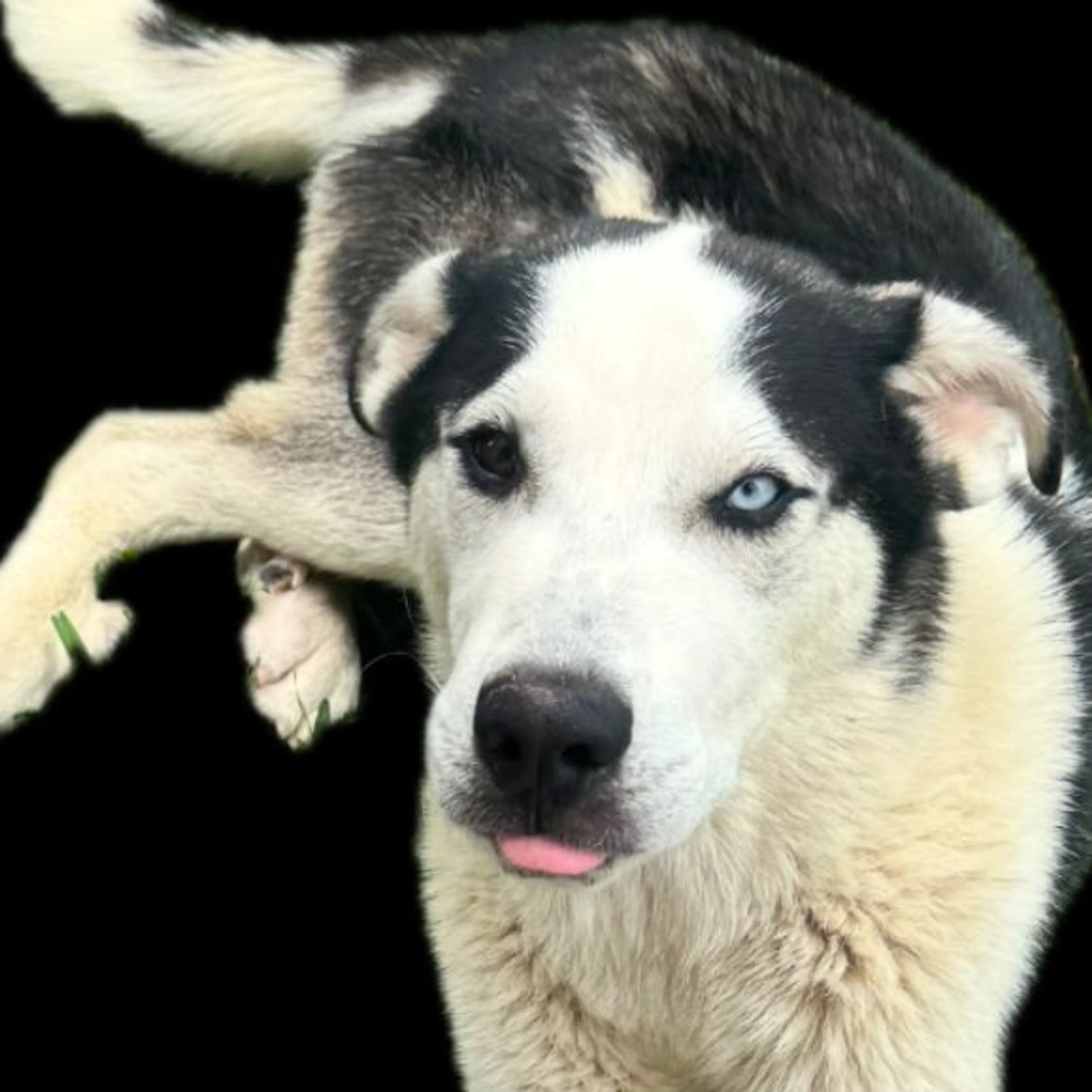 Found pet