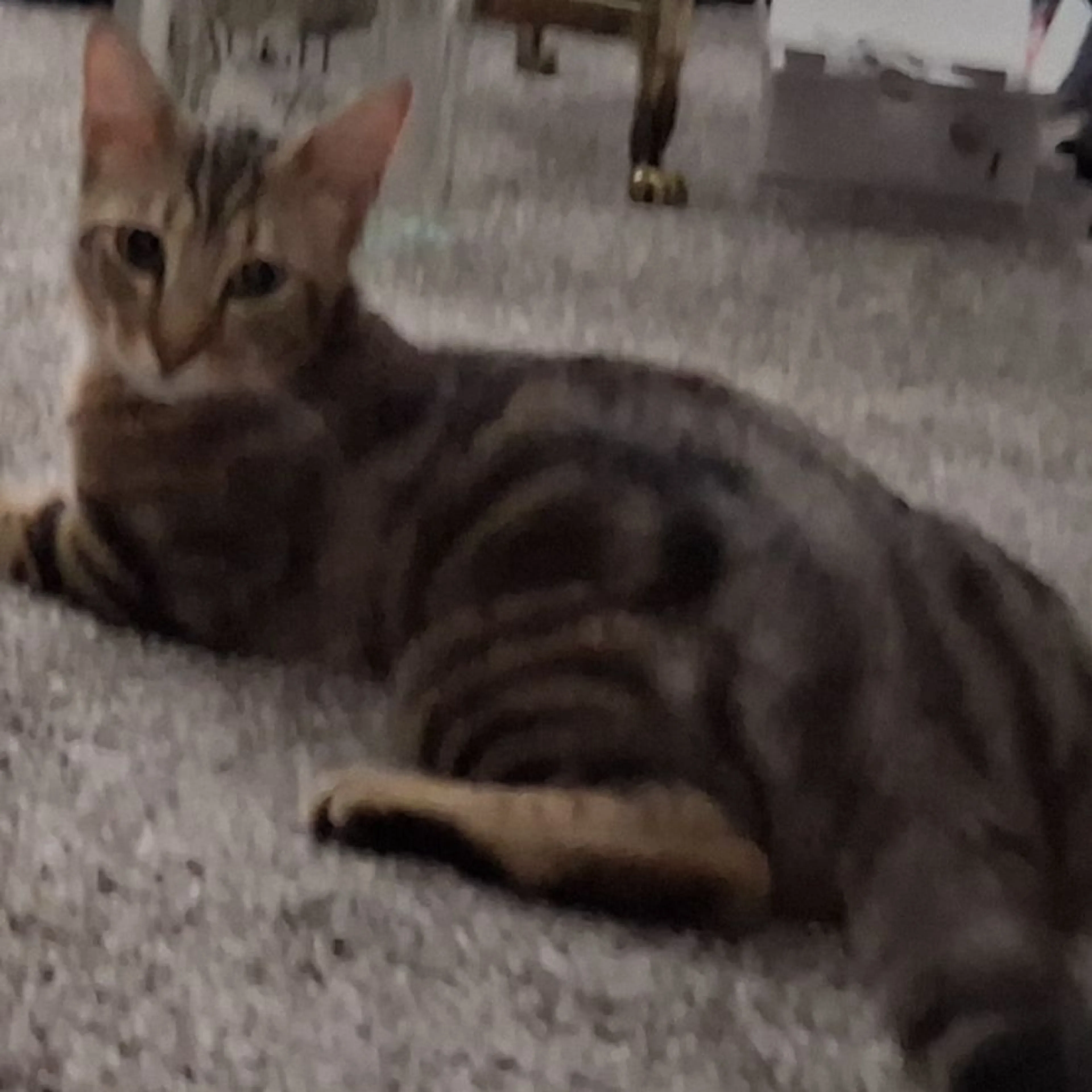 Lost pet