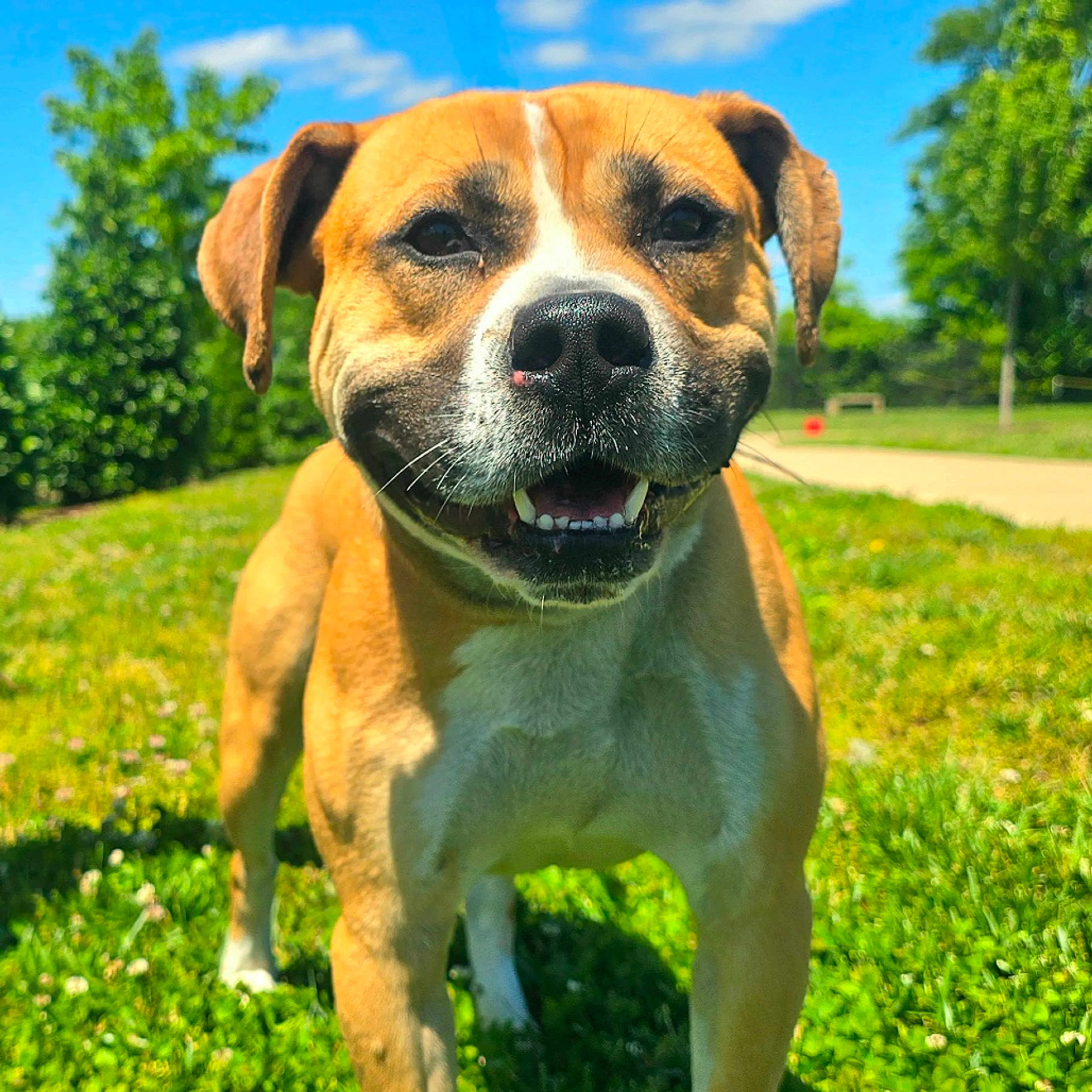 Found pet-1