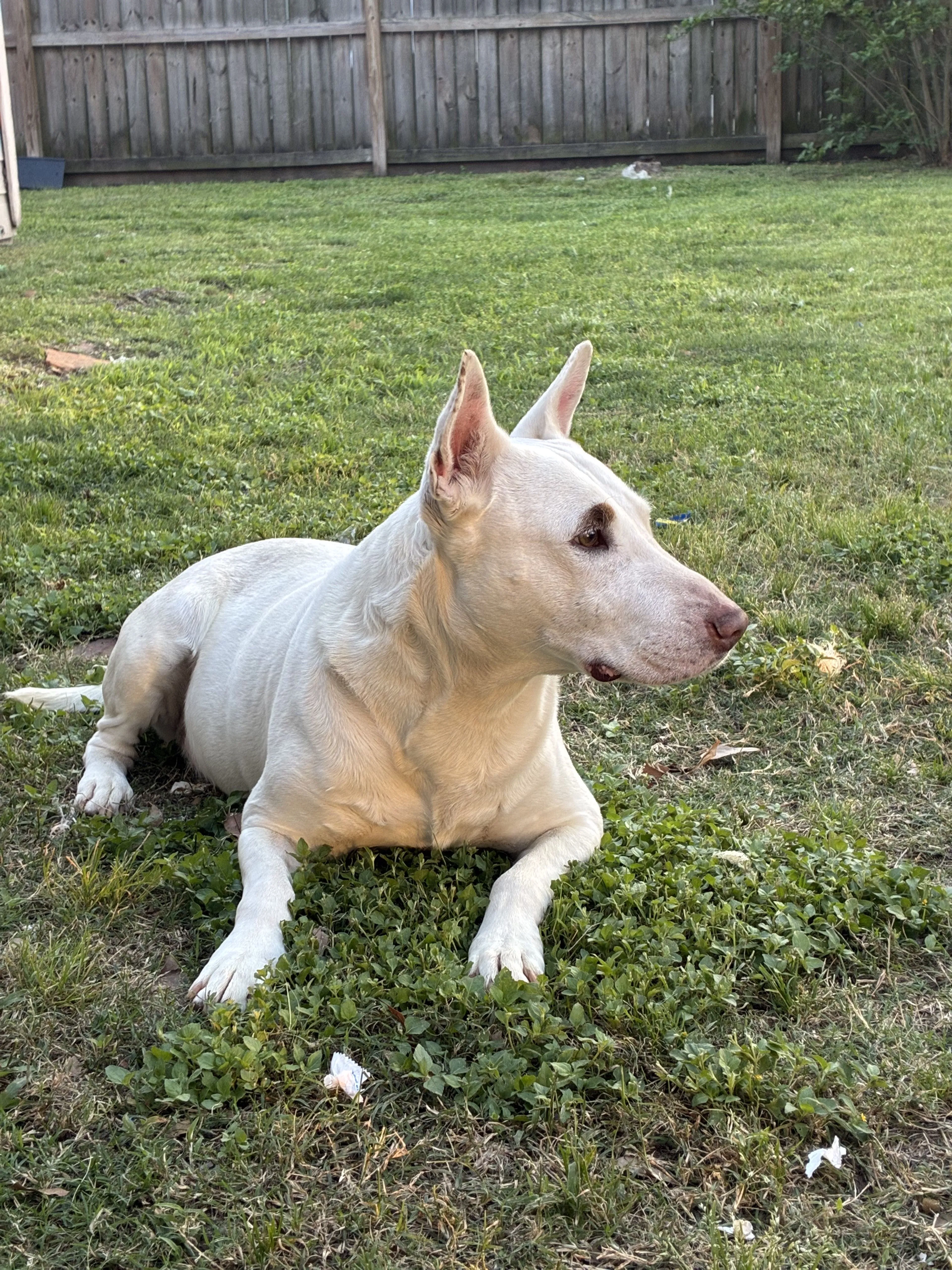 Lost pet