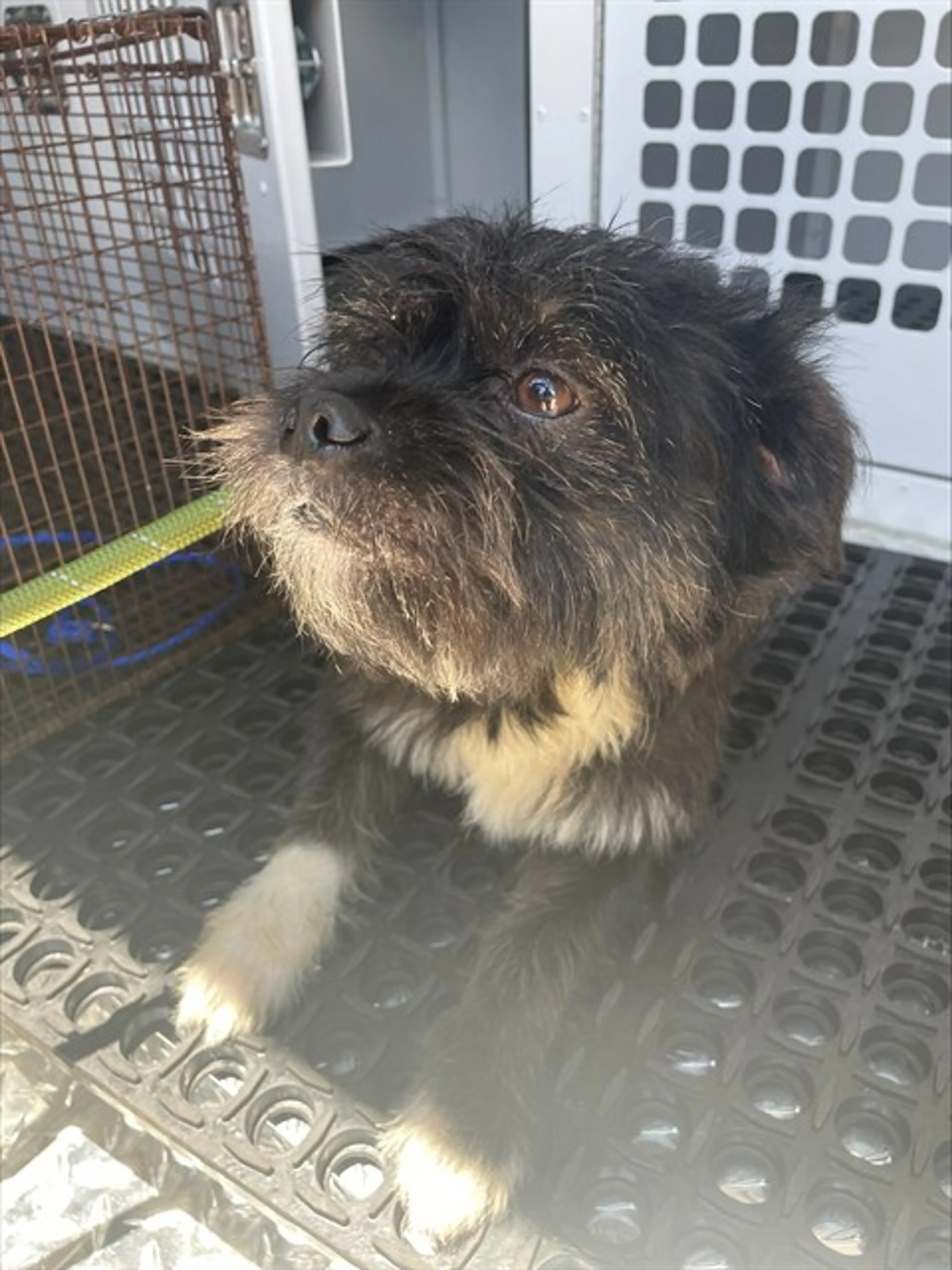 Found pet