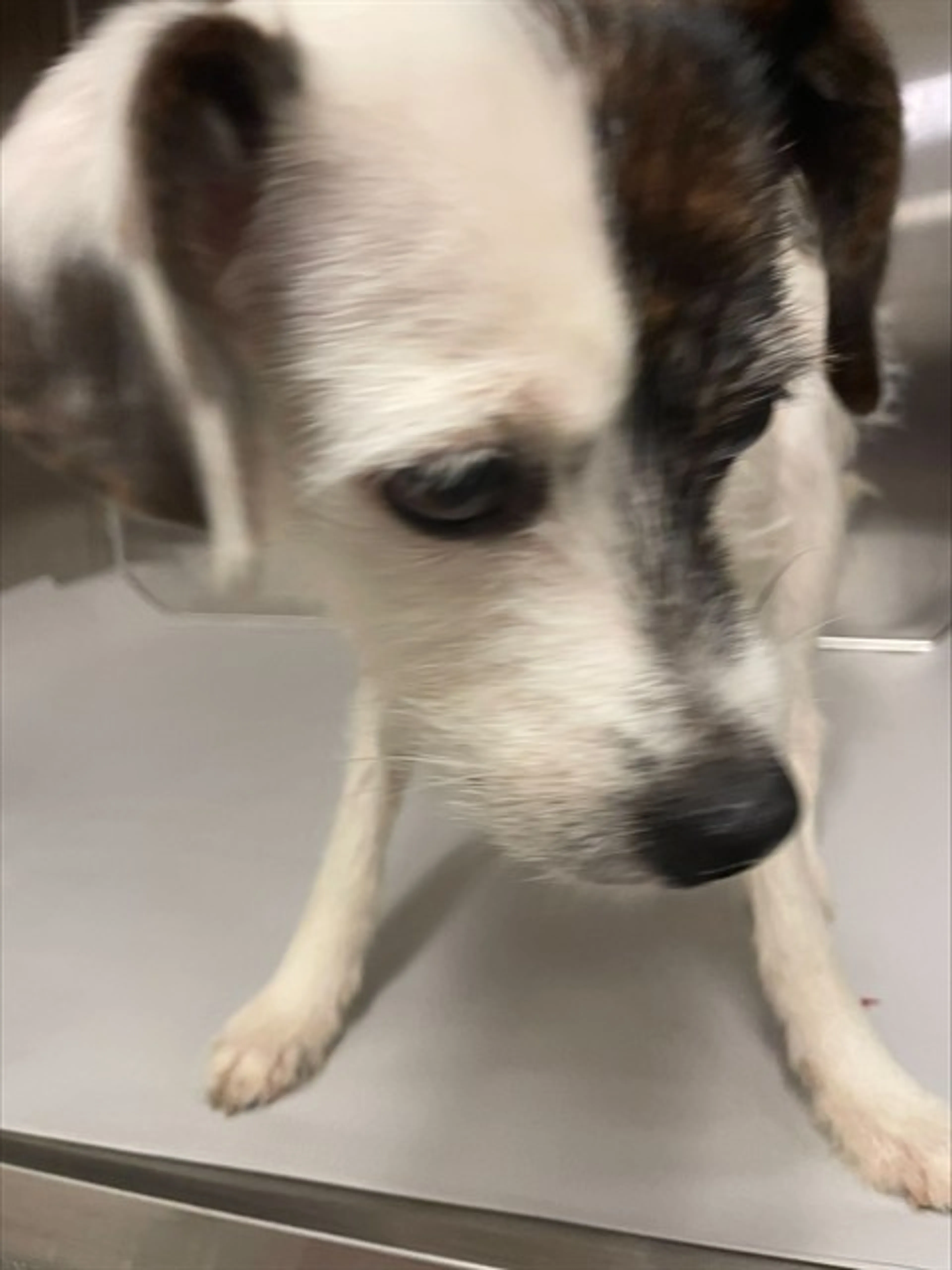 Found pet