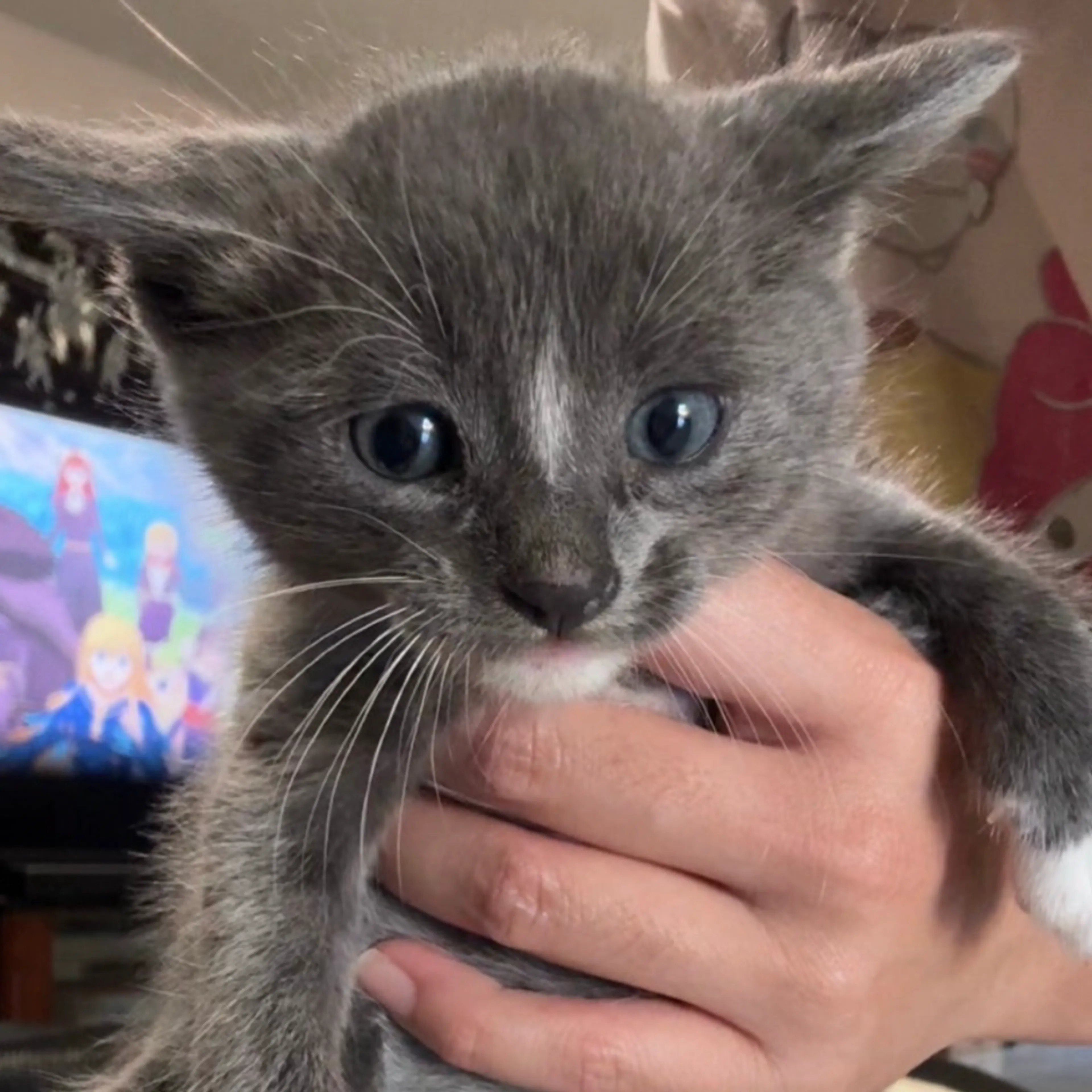 Found pet-0