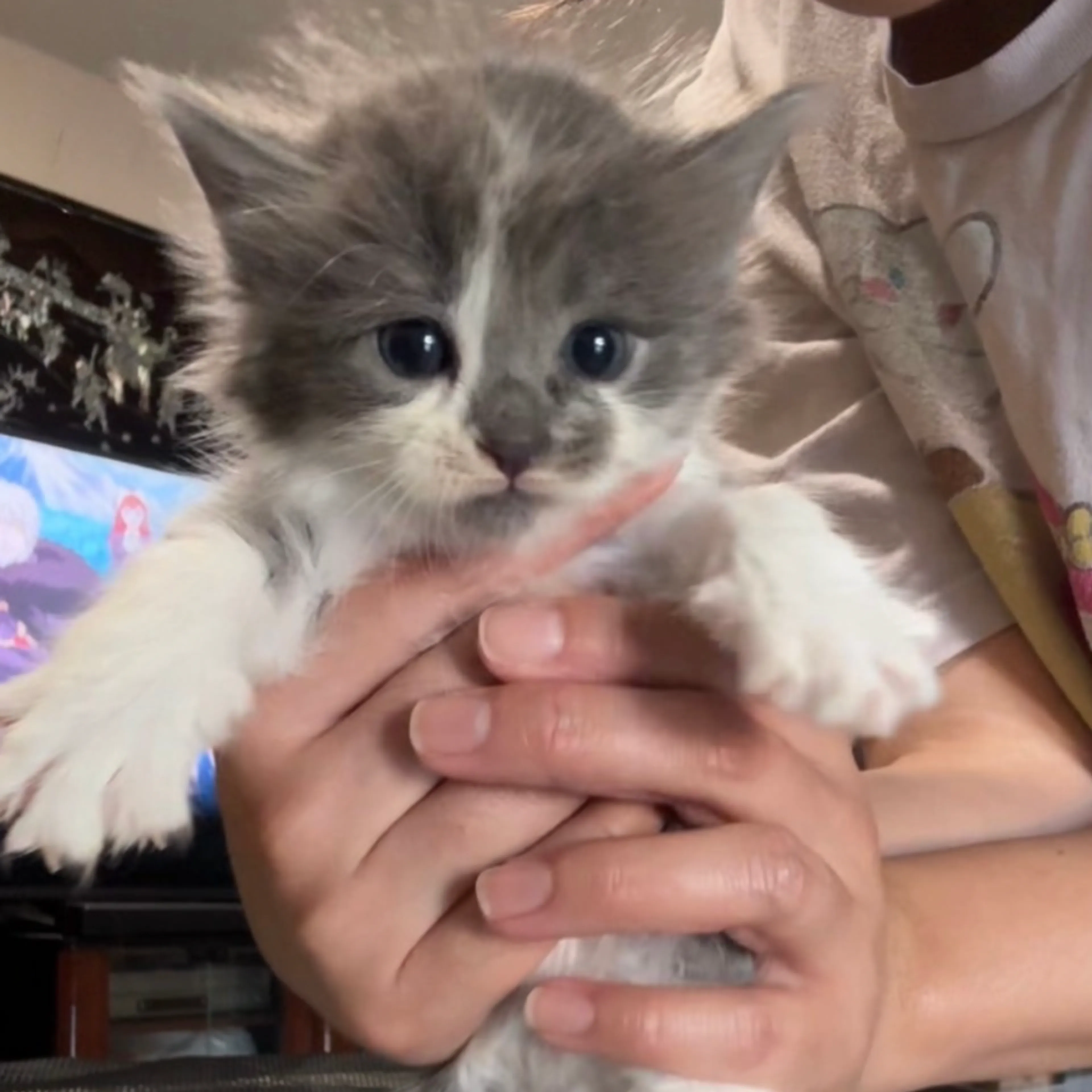 Found pet-0