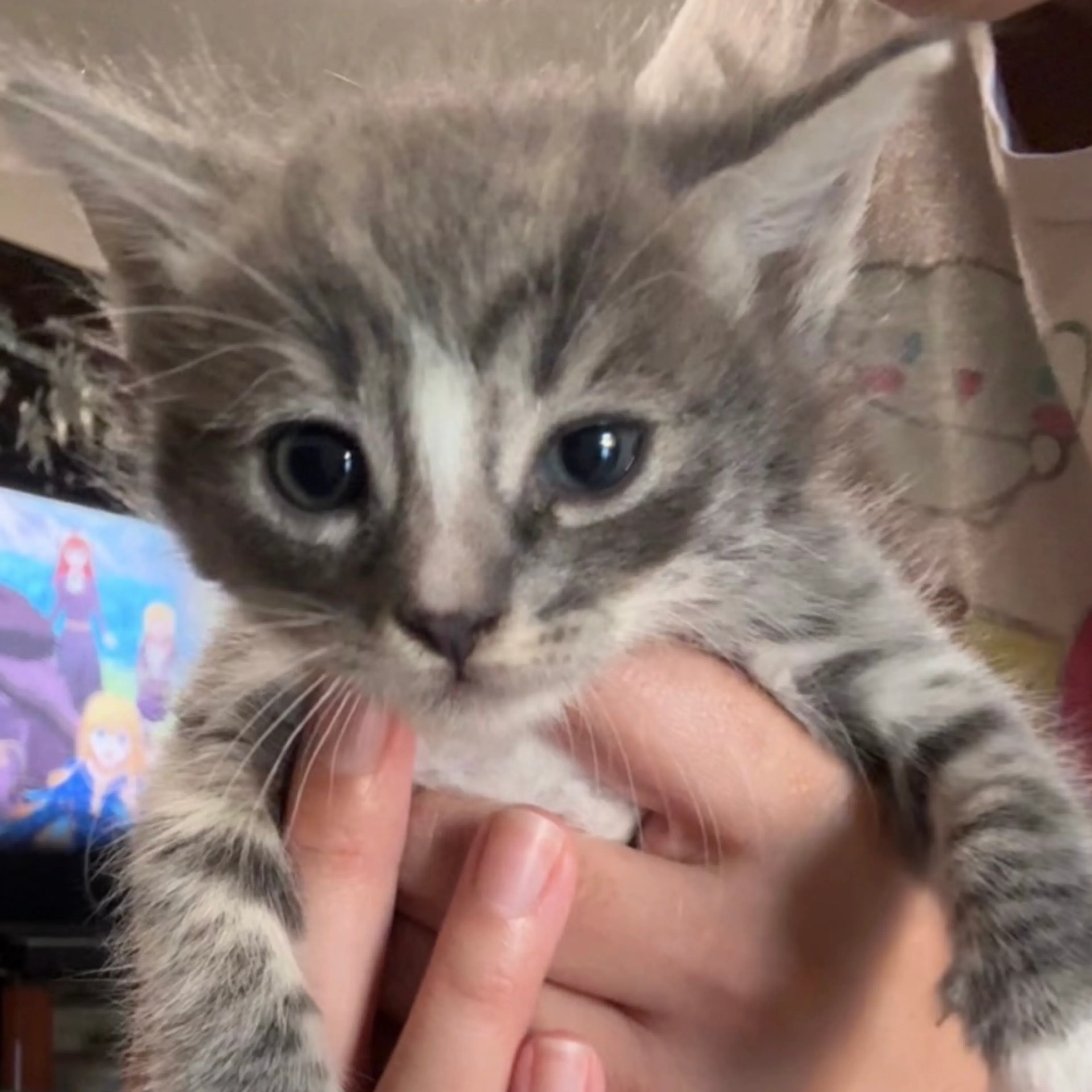 Found pet-0