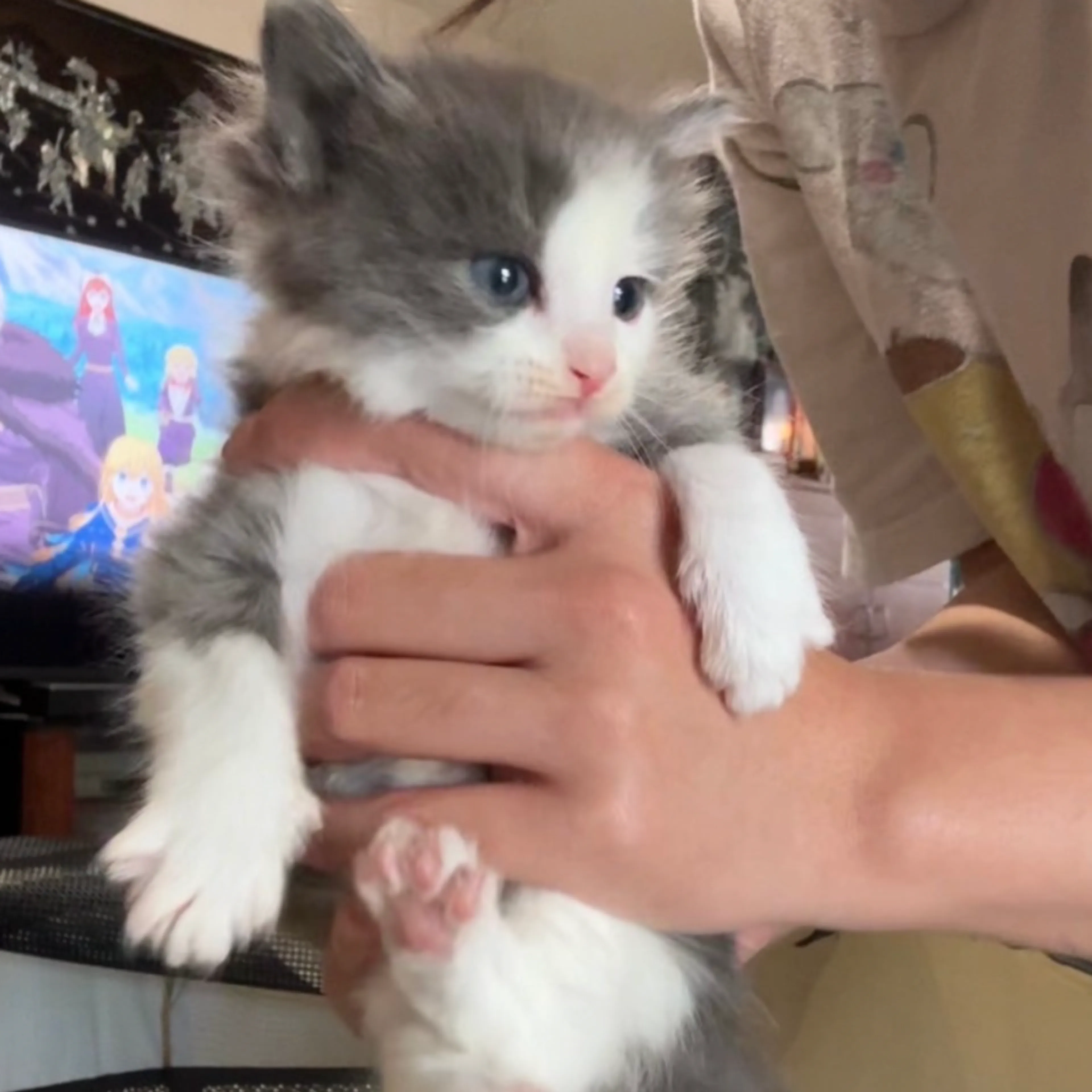 Found pet-0