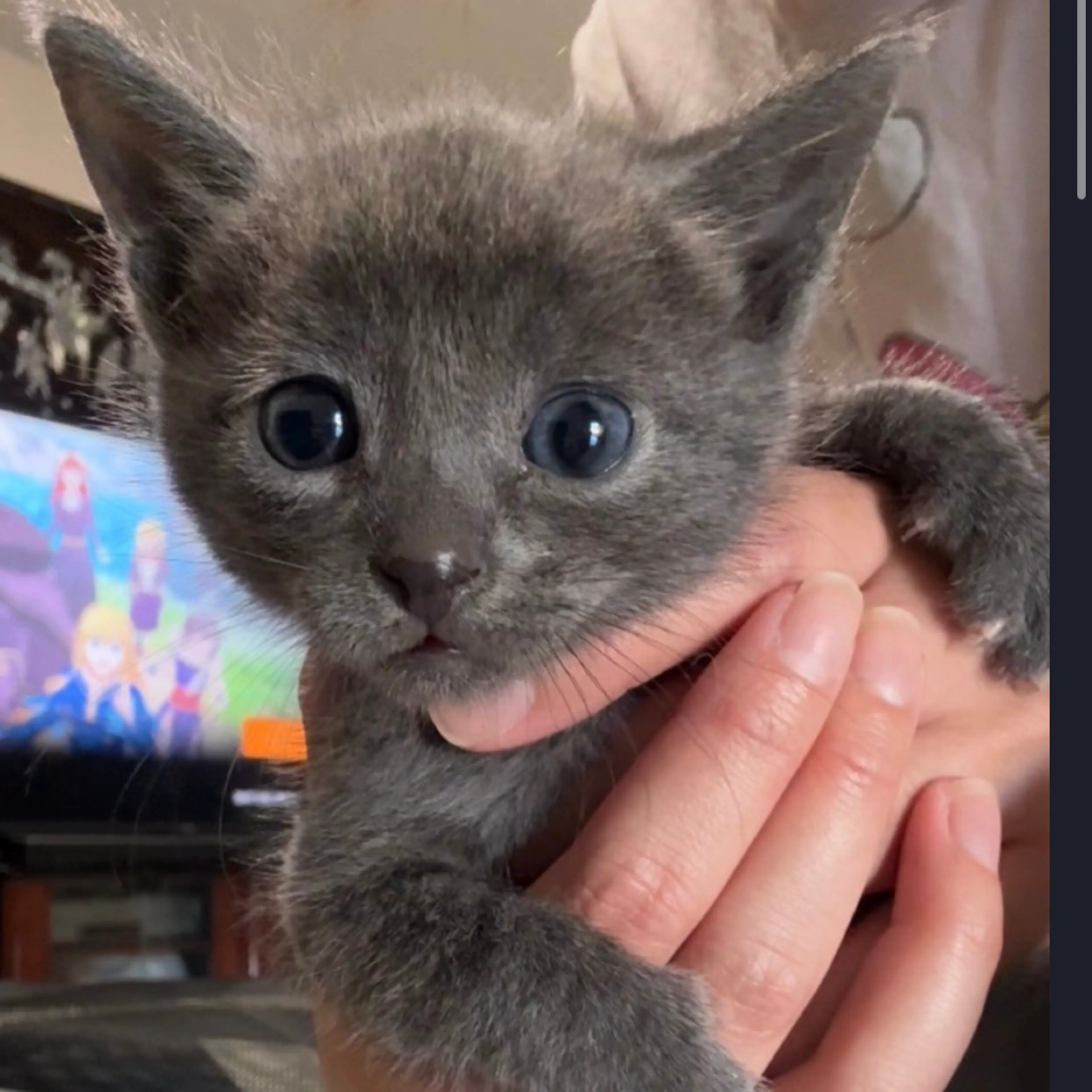Found pet-0