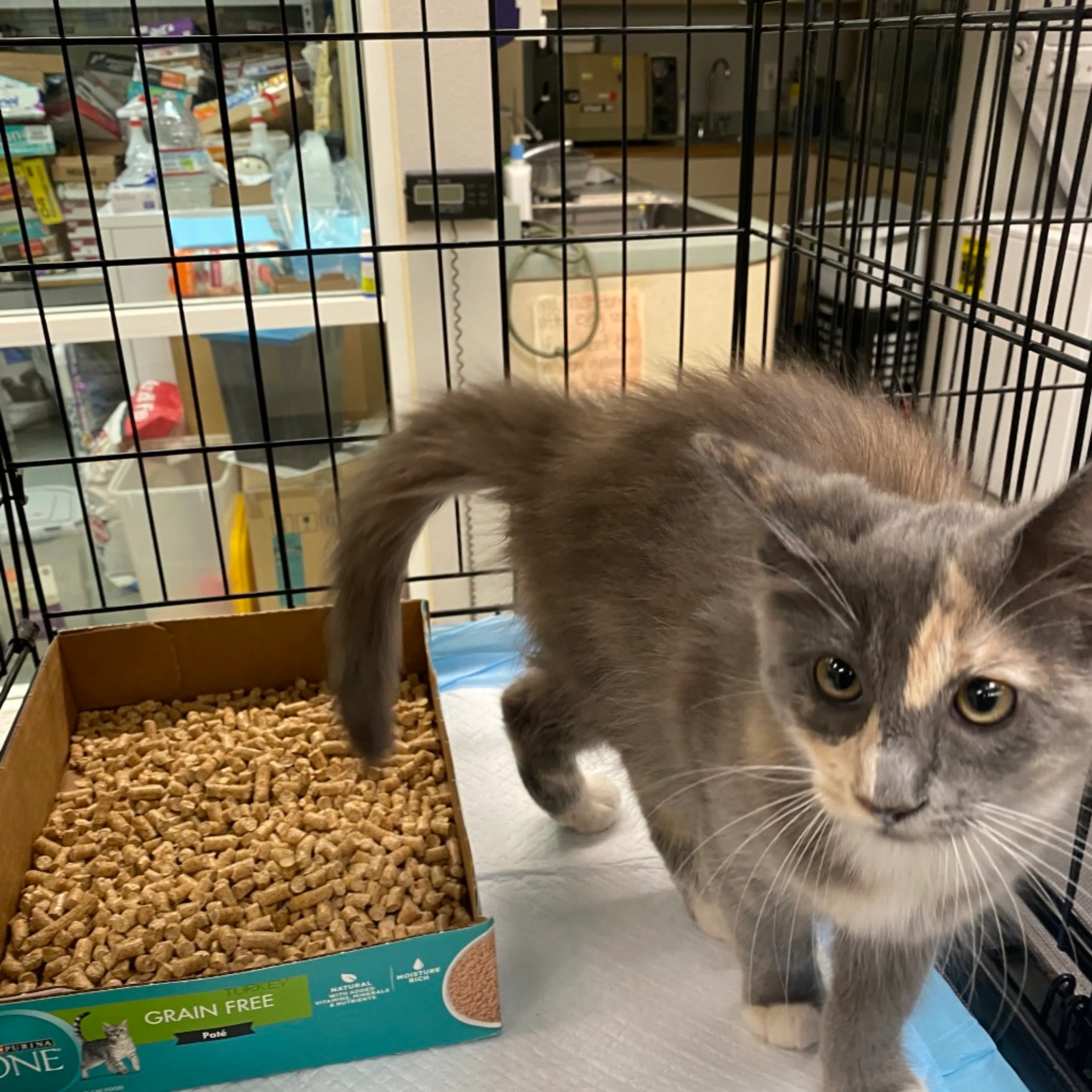 Found pet