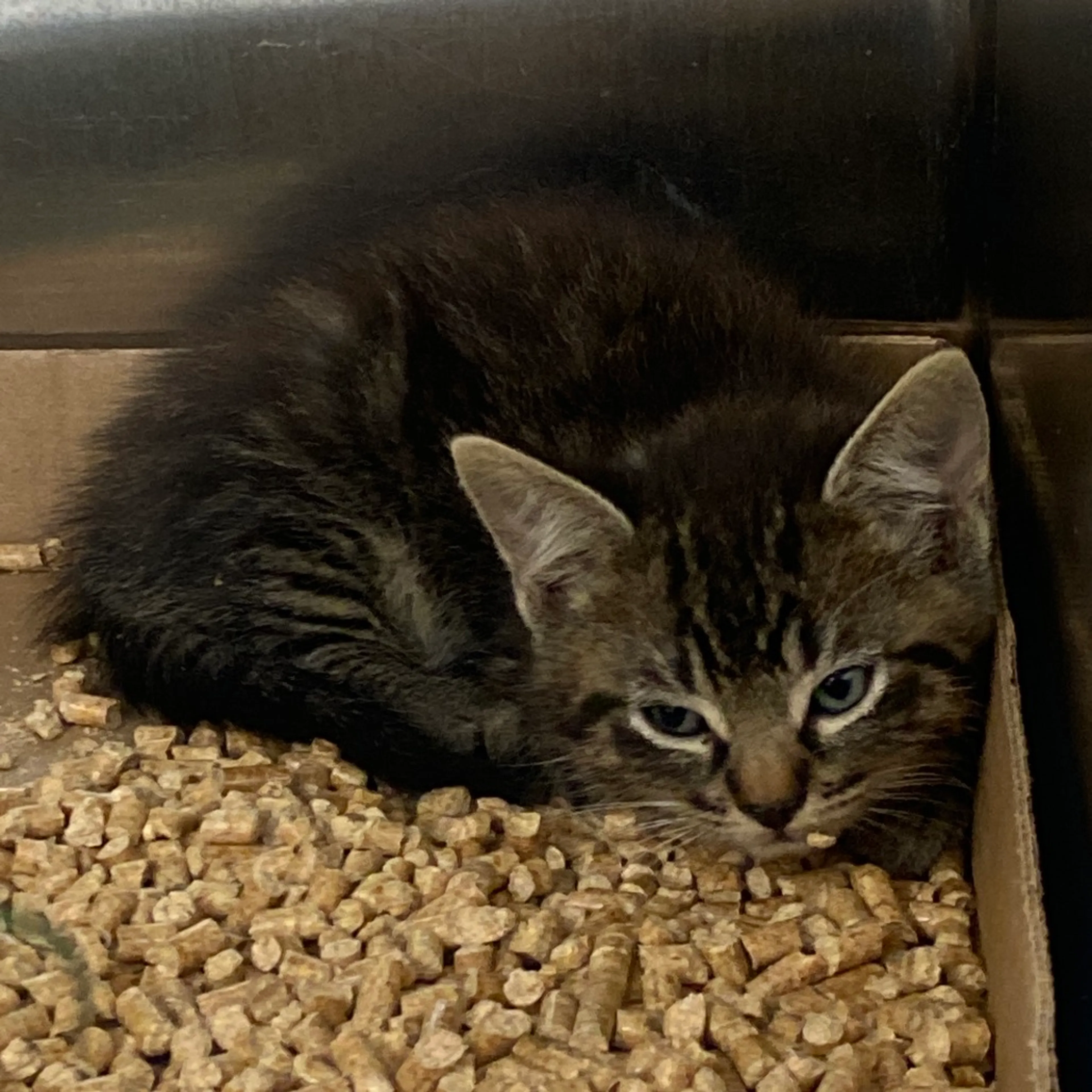 Found pet
