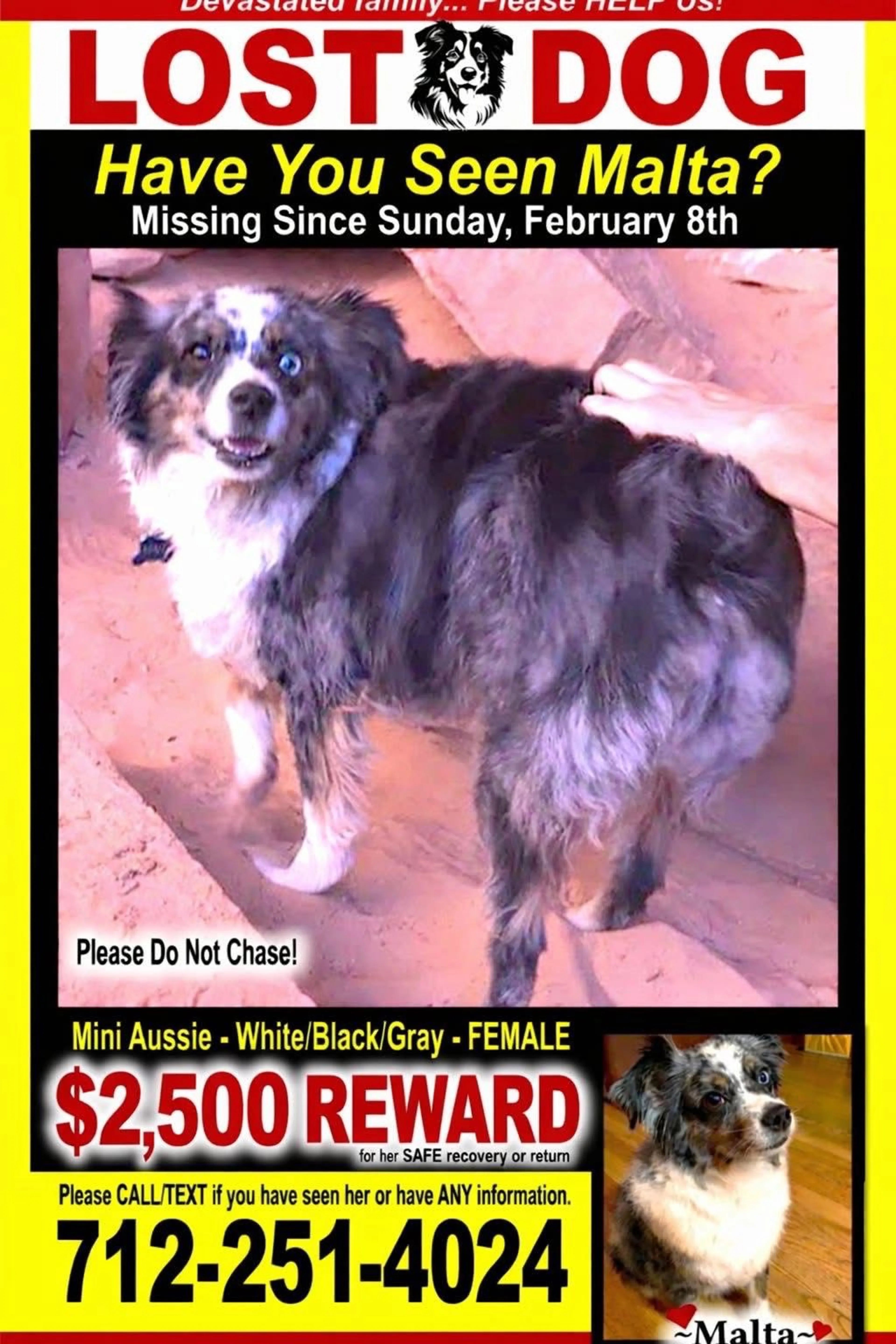 Lost pet
