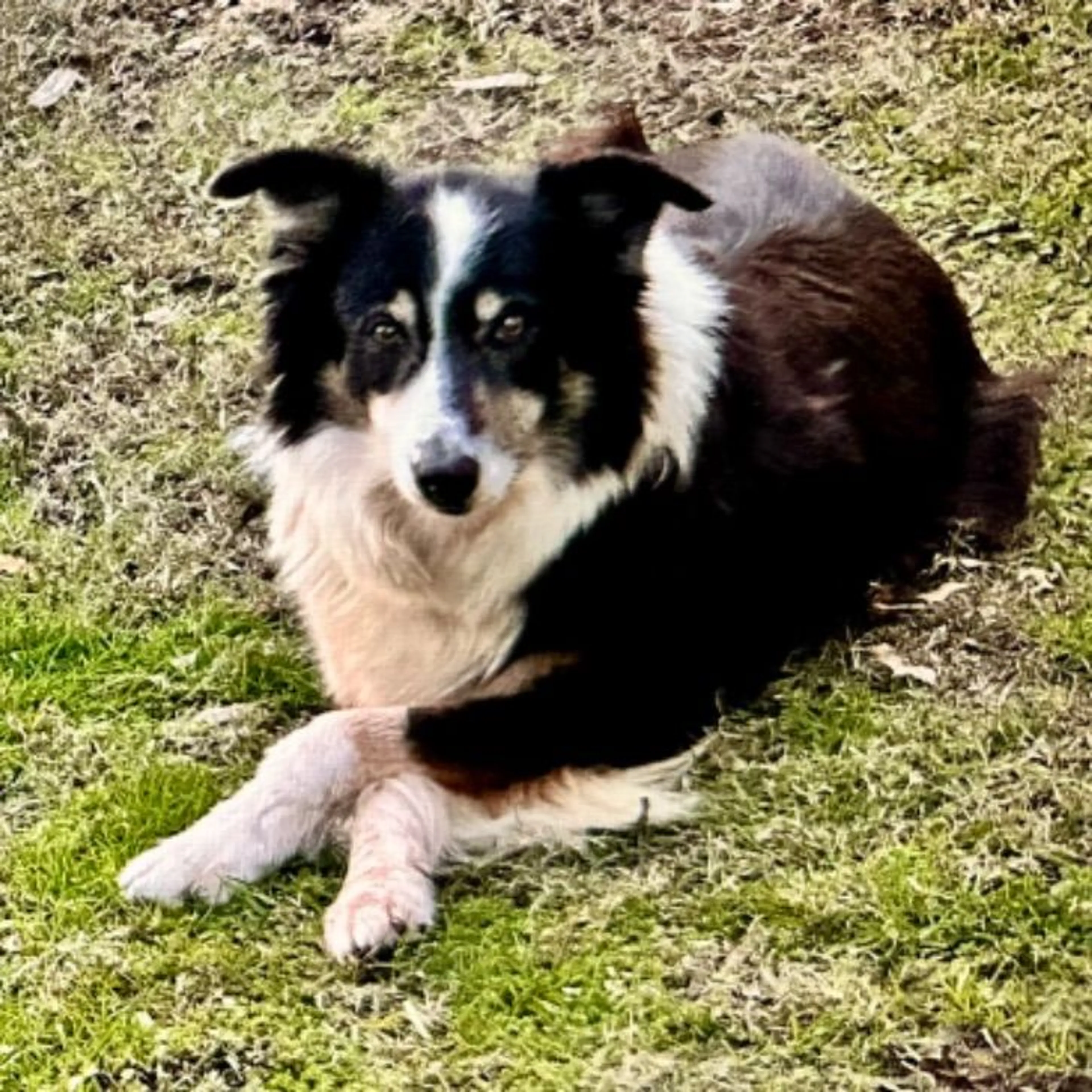 Lost pet