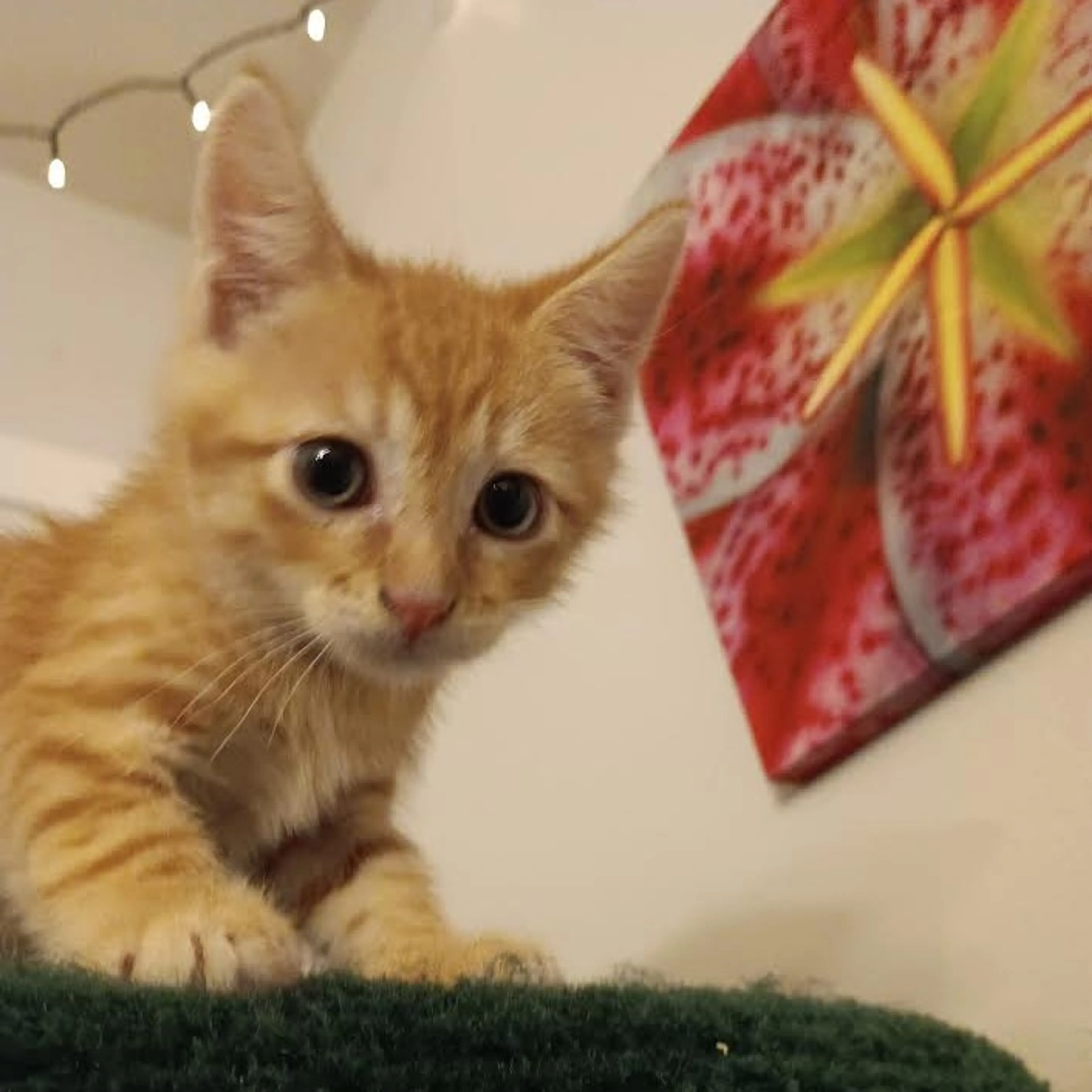 Found pet-2