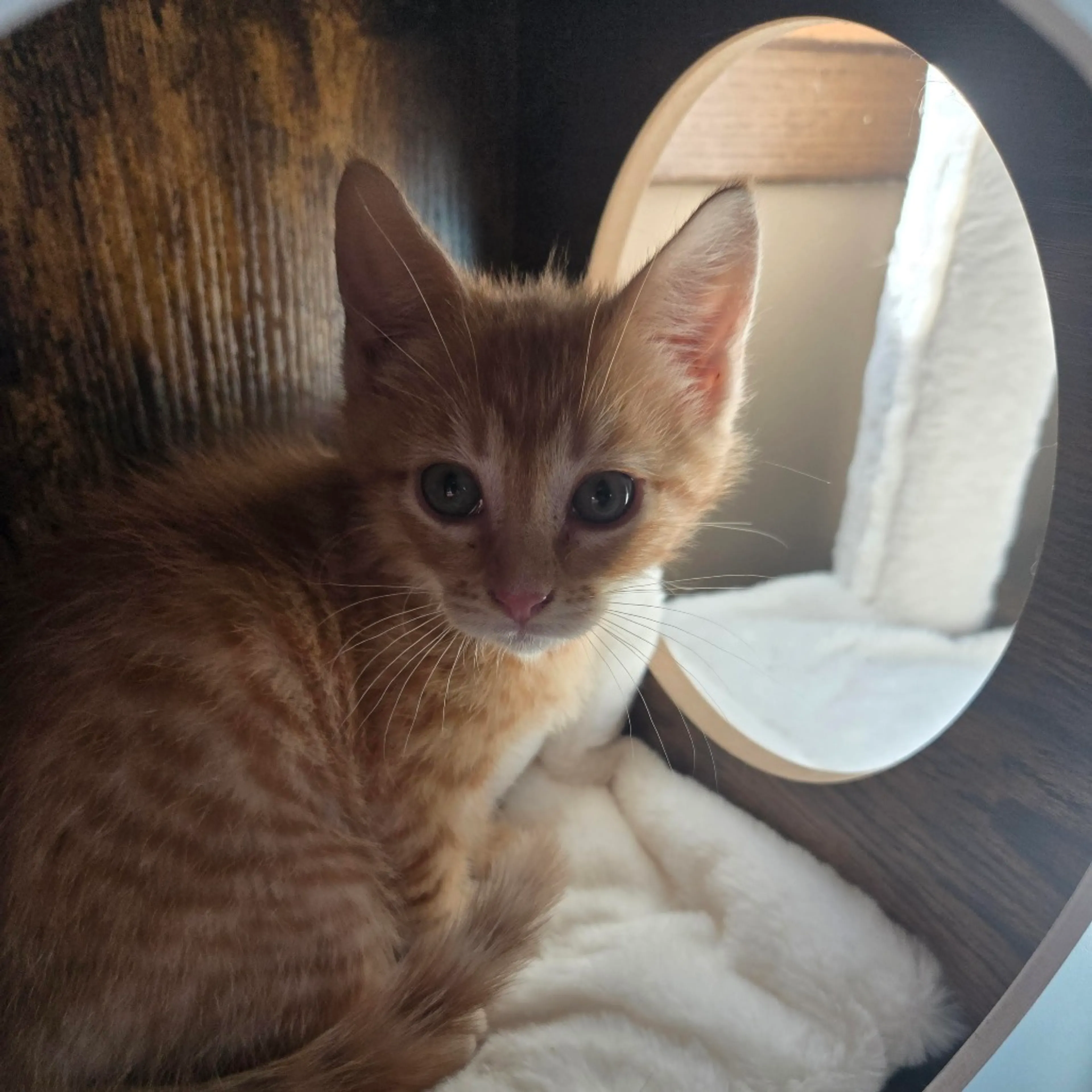Found pet-0