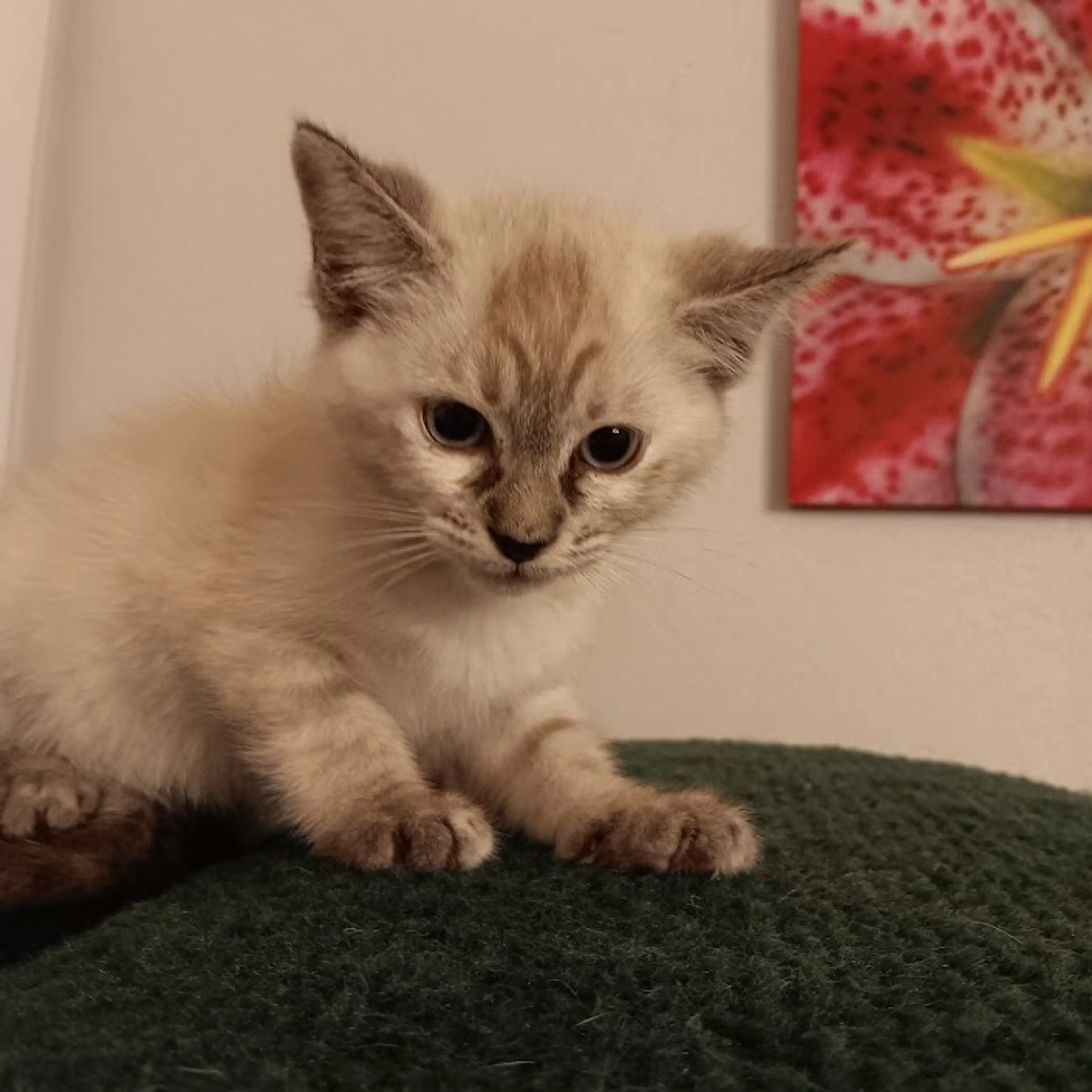 Found pet-3