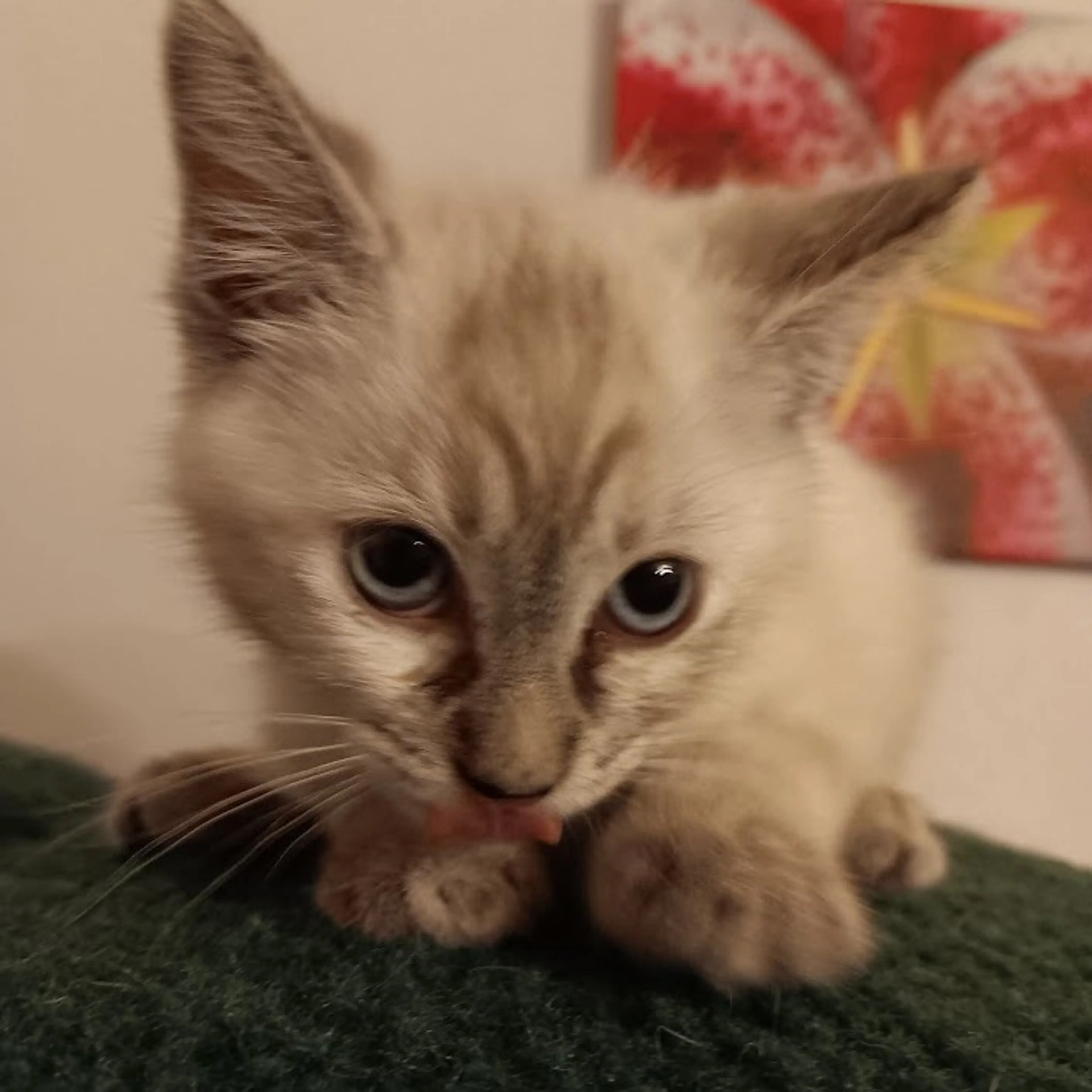 Found pet-2