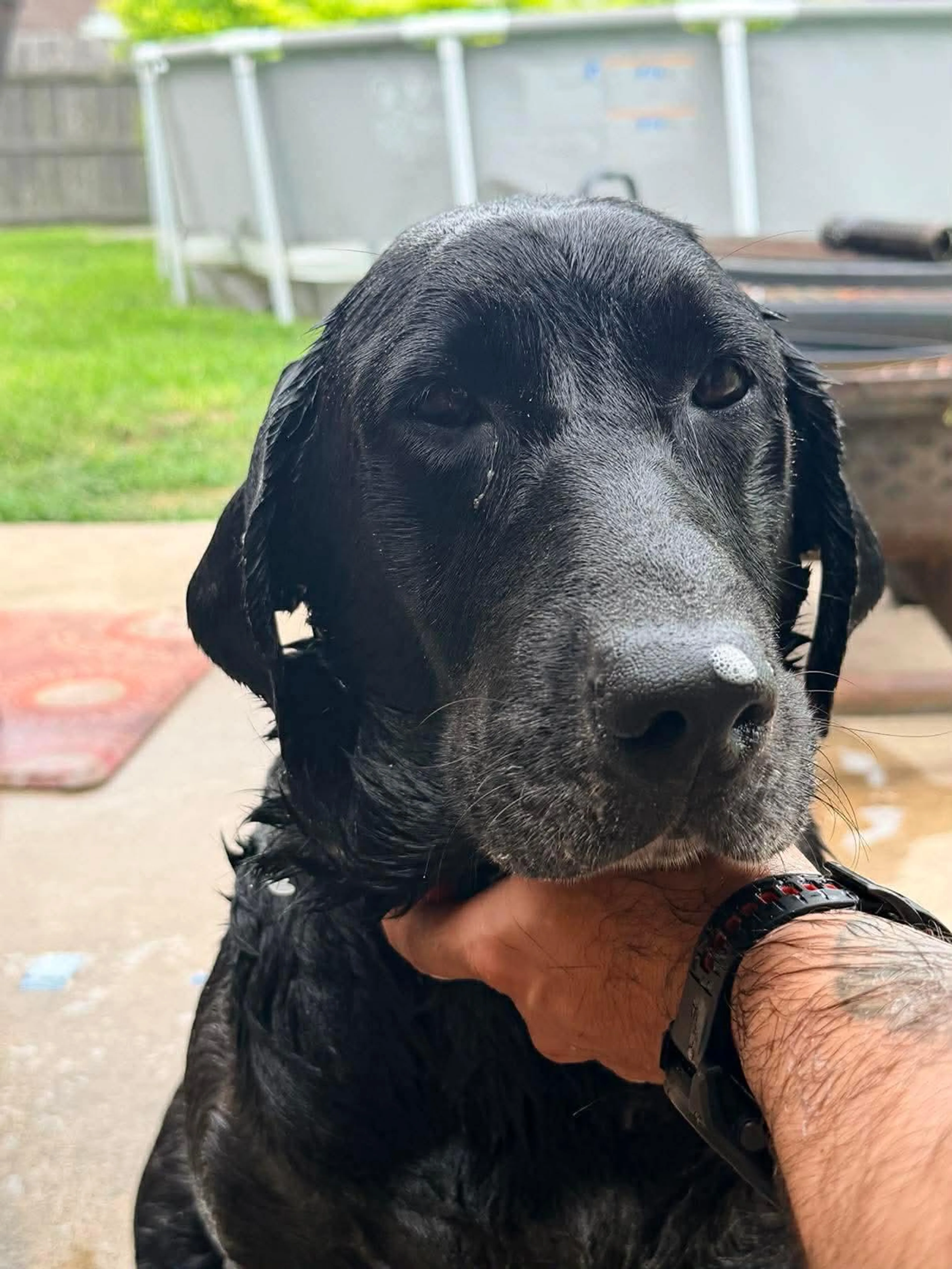 Found pet