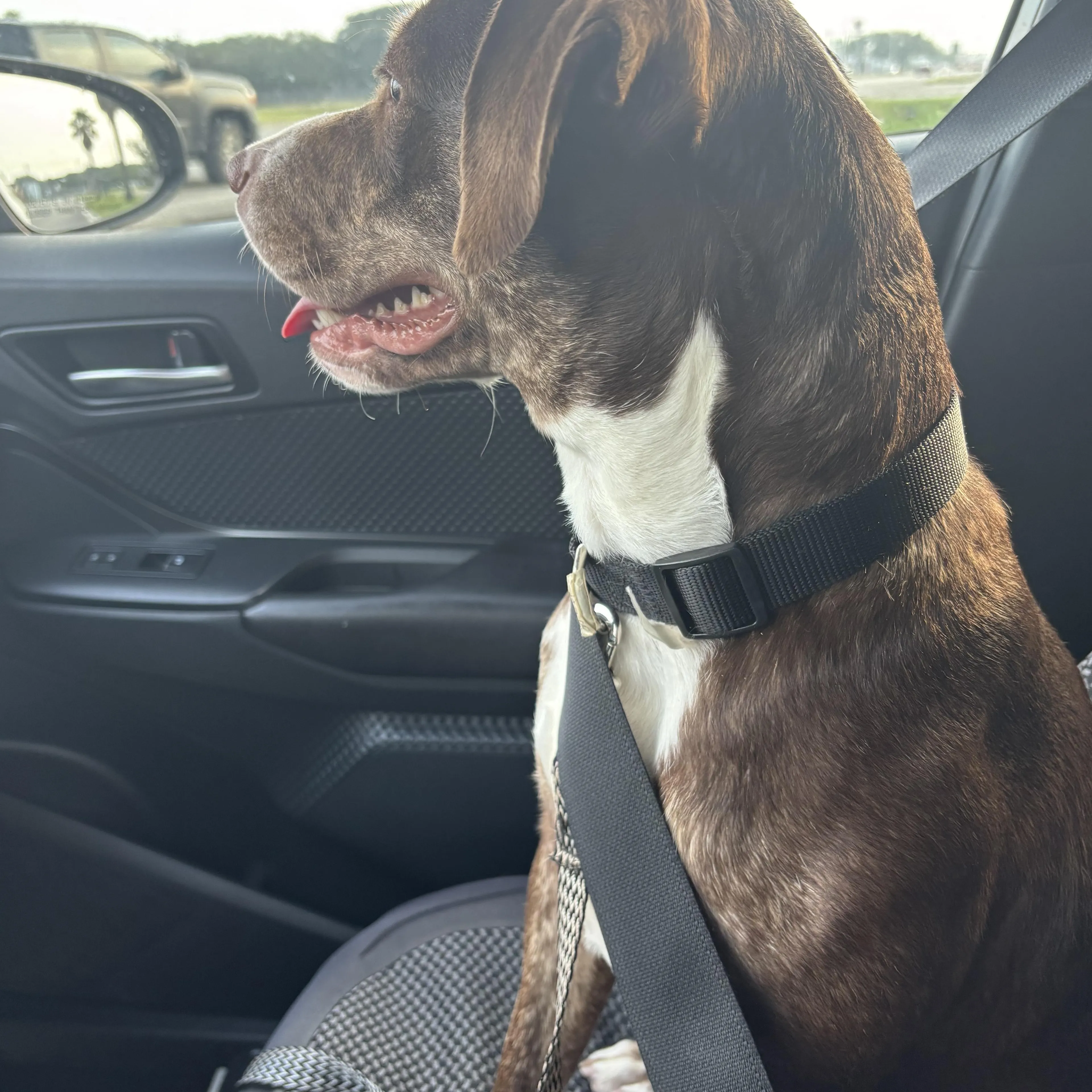 Found pet-2