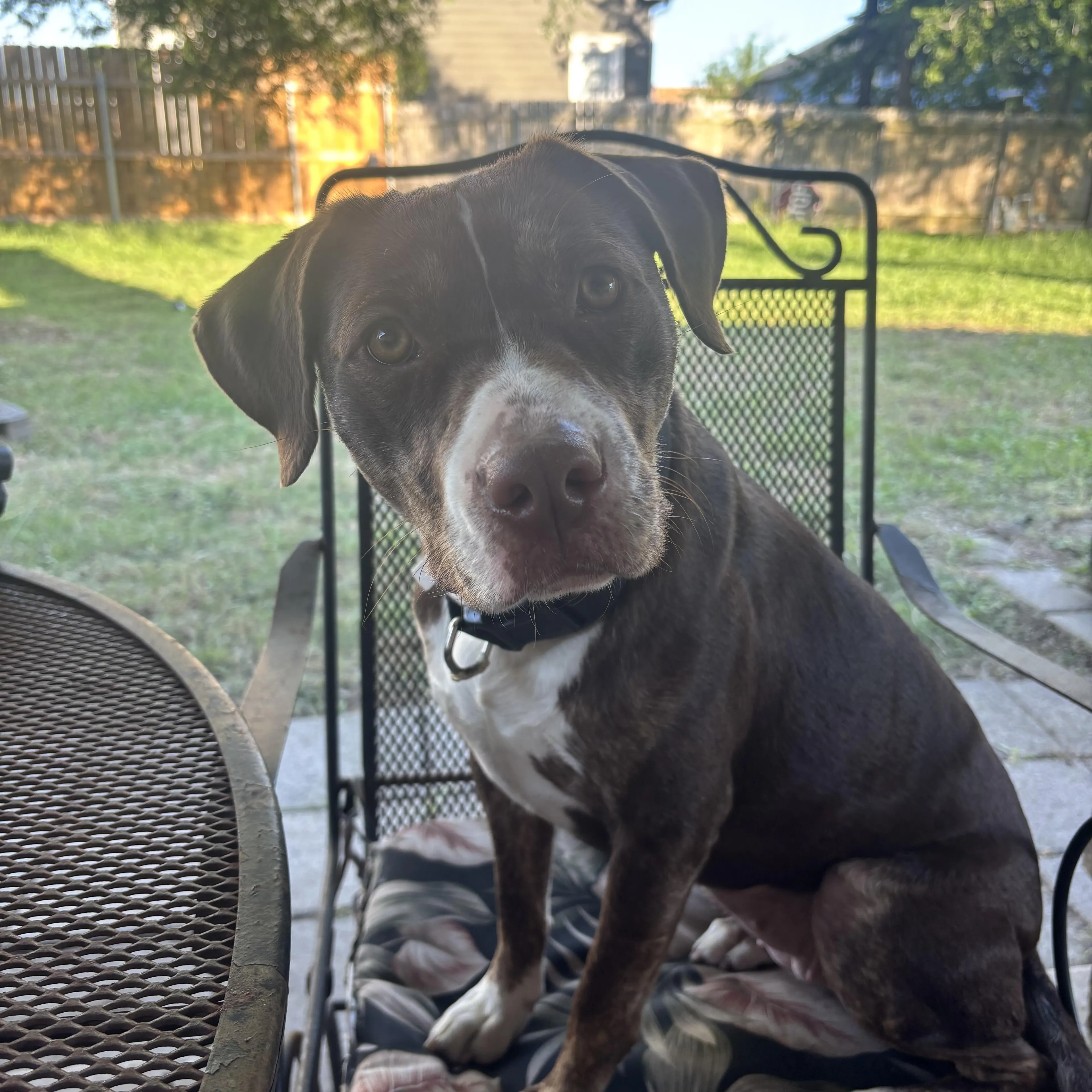 Found pet-1