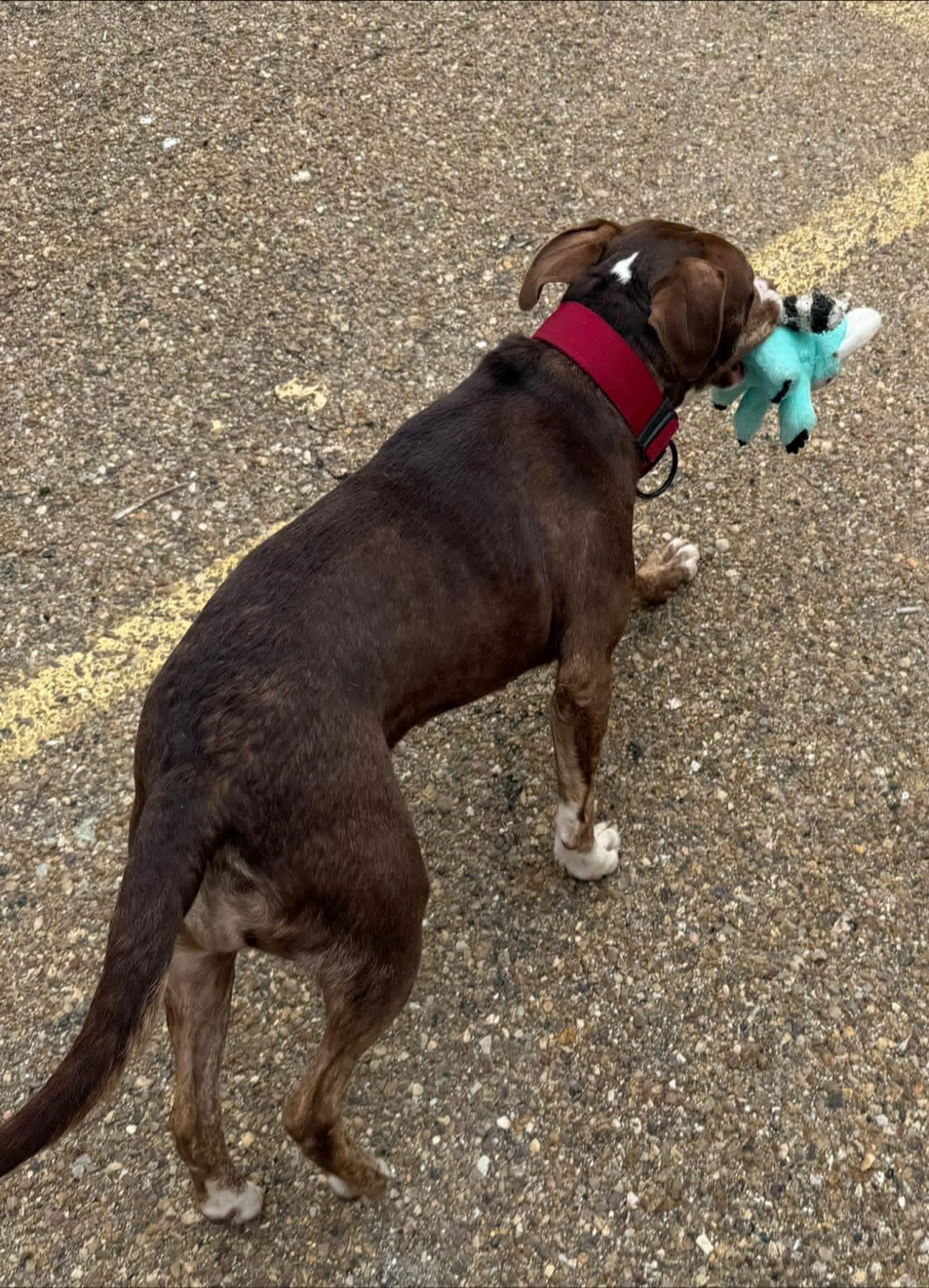 Found pet-3