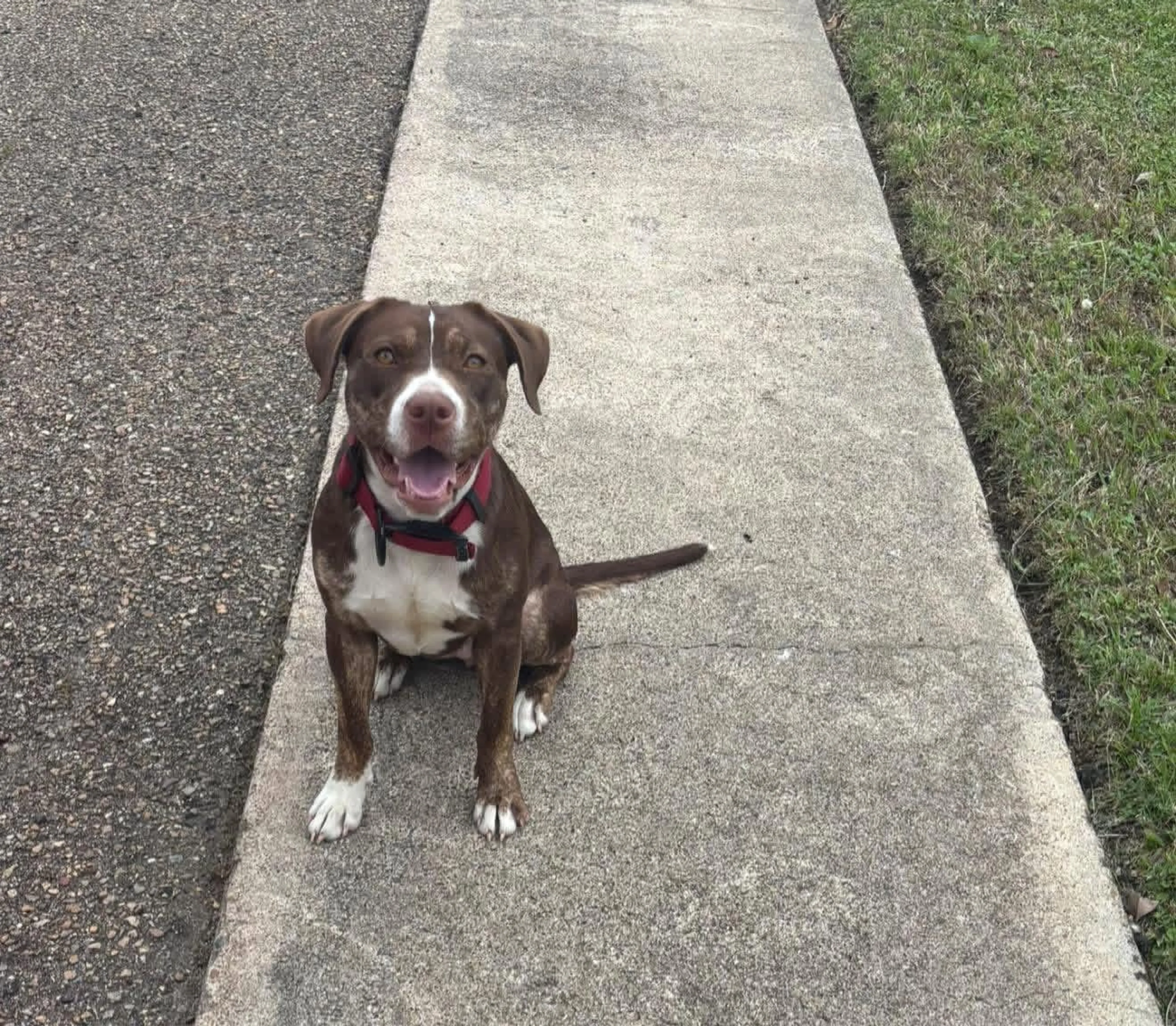 Found pet-4