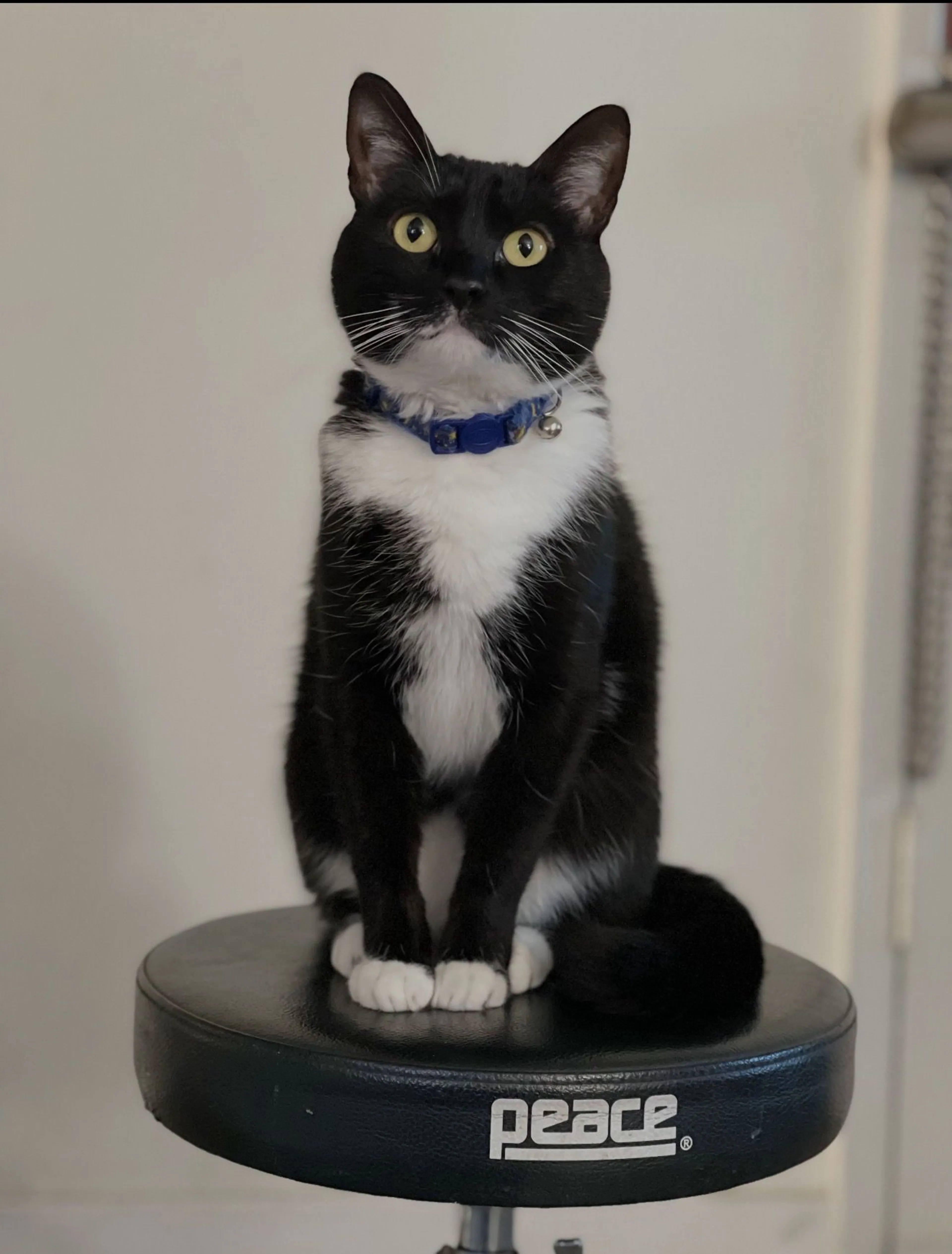 Lost pet-1