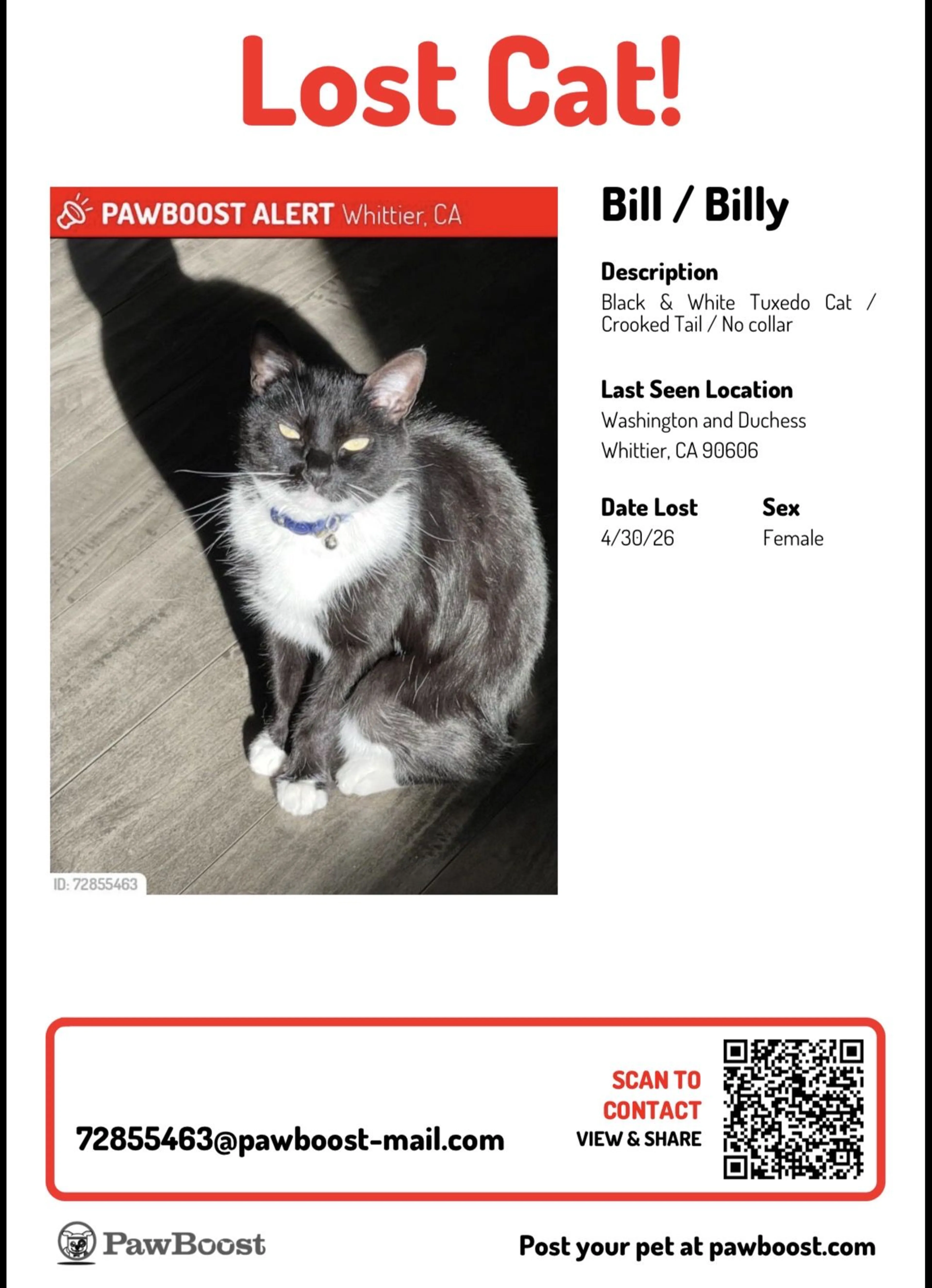 Lost pet-4