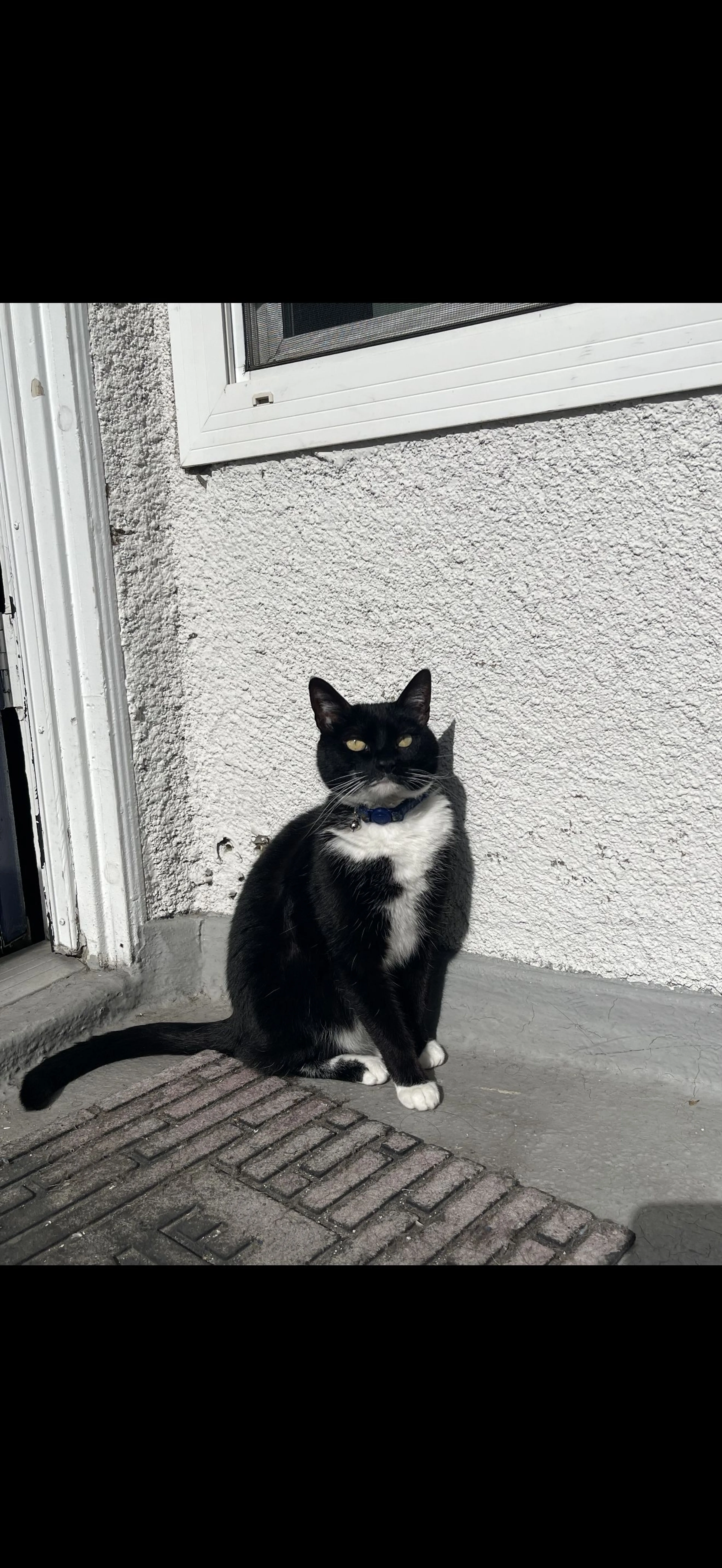 Lost pet-0