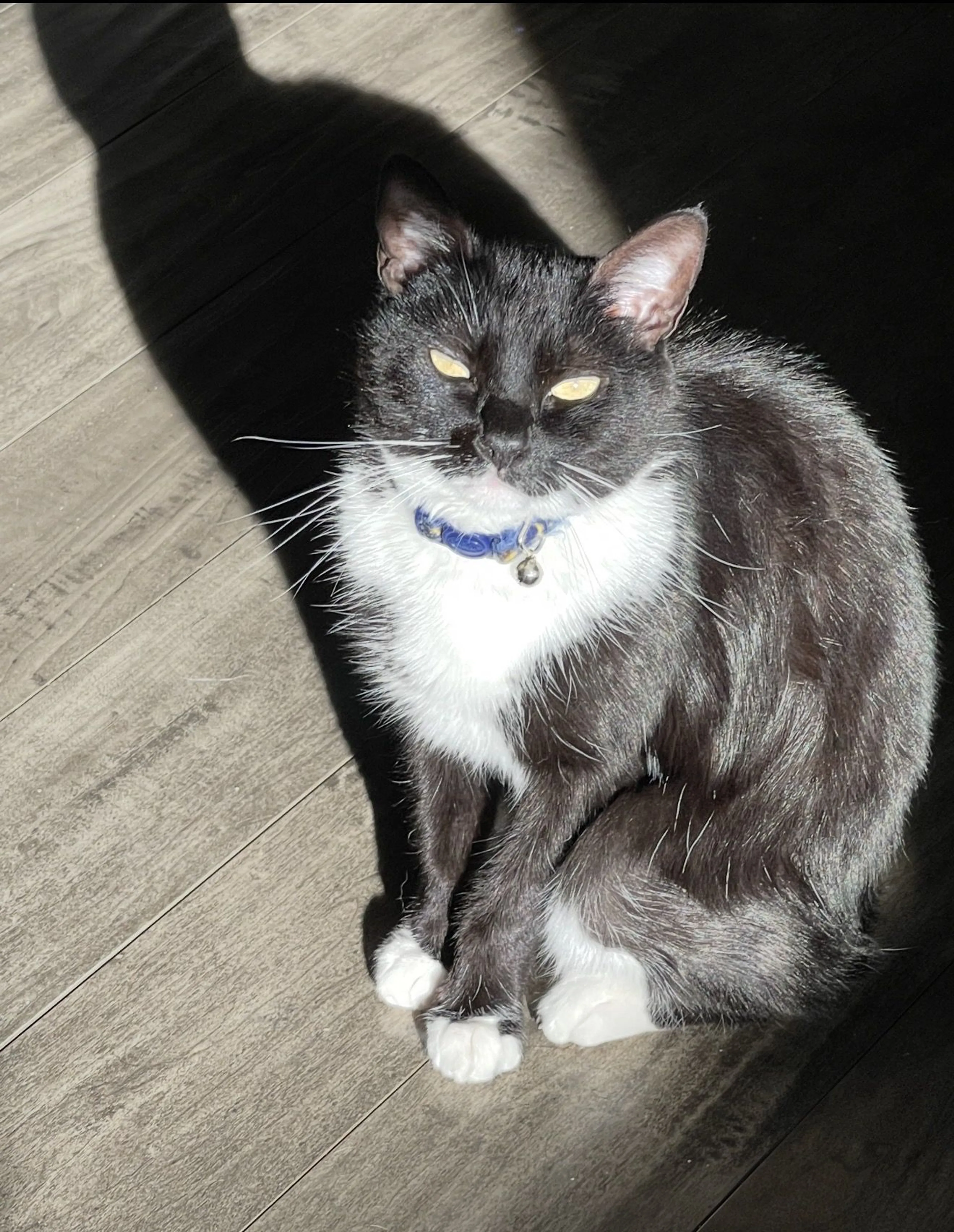 Lost pet-2