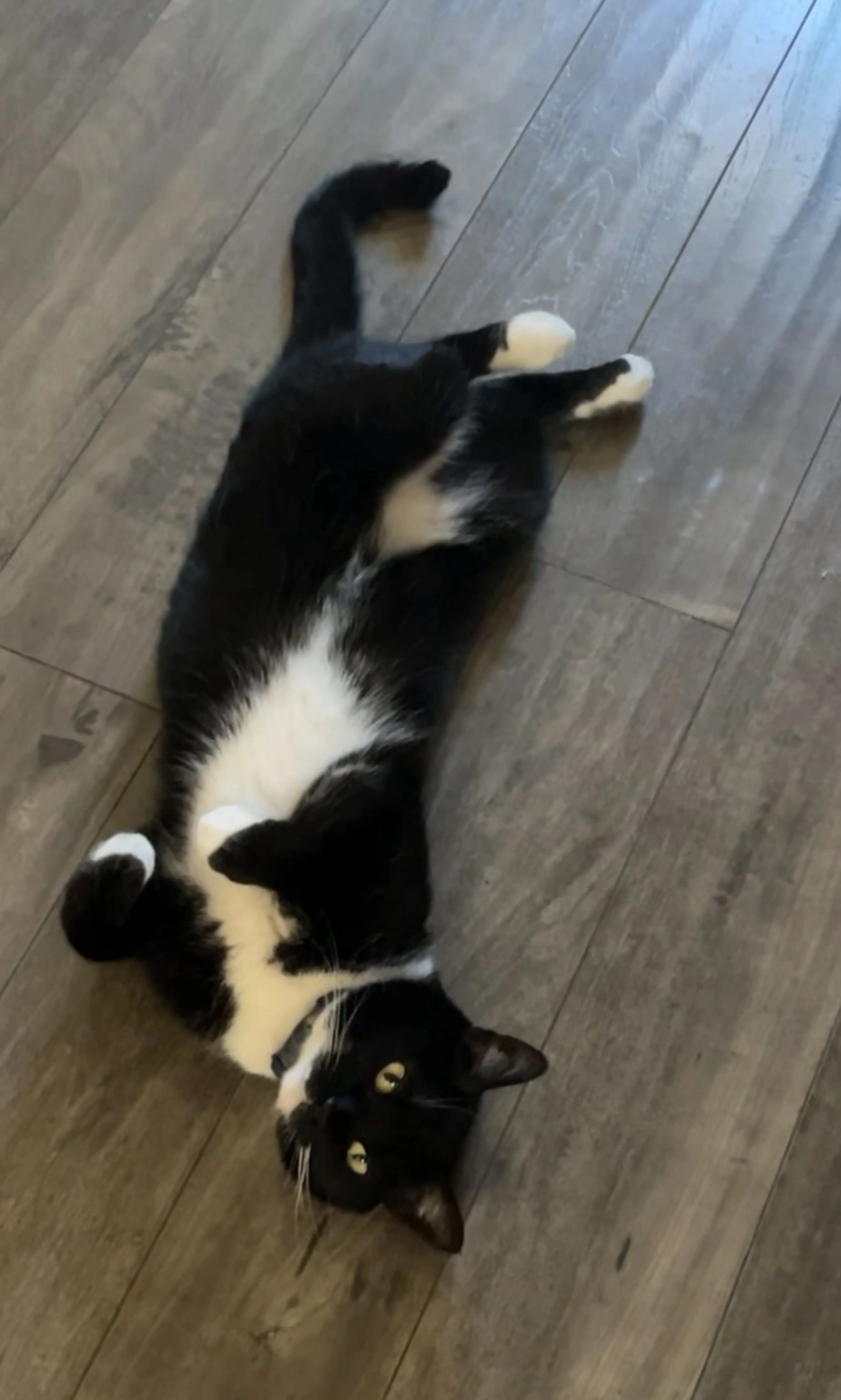 Lost pet-3