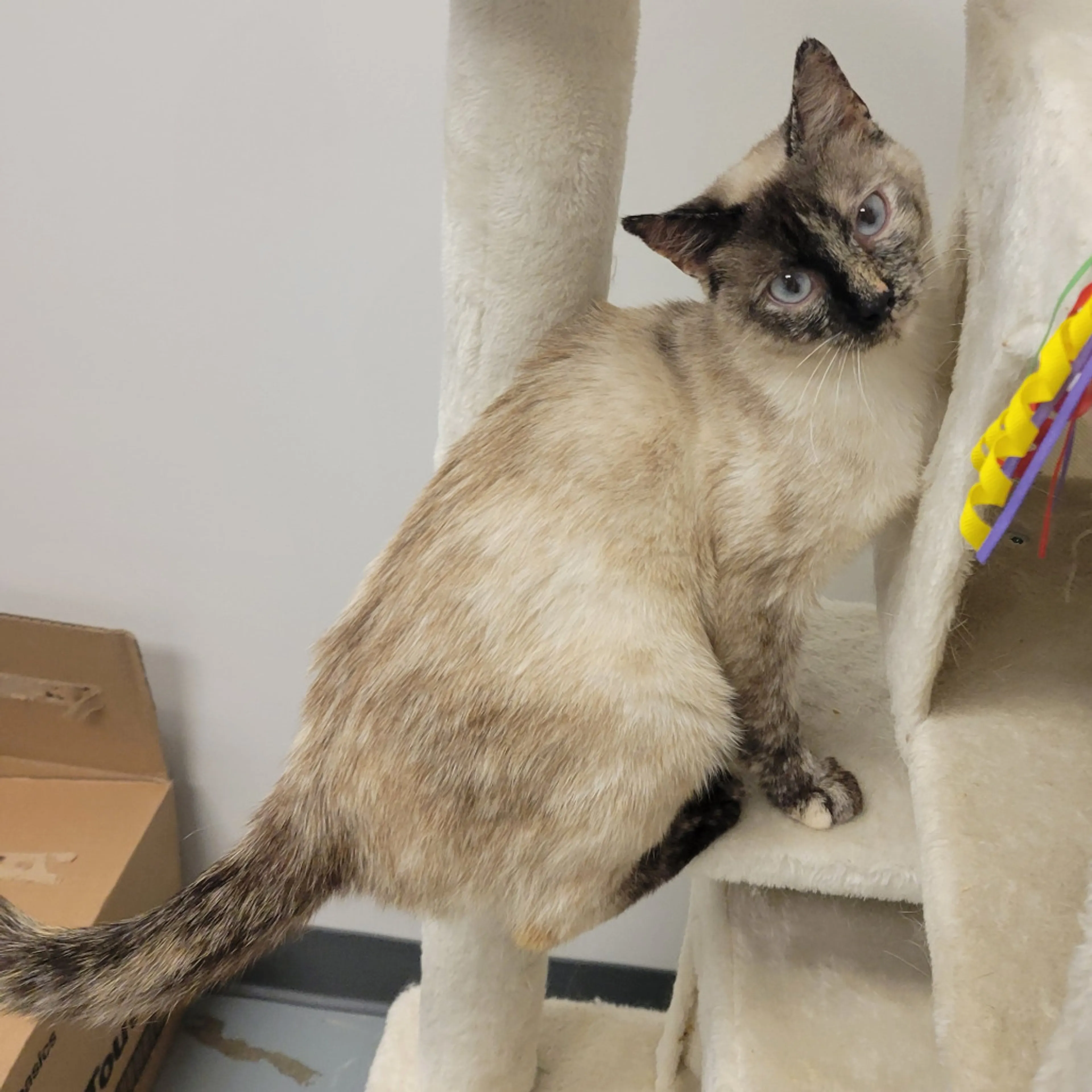 Found pet-1