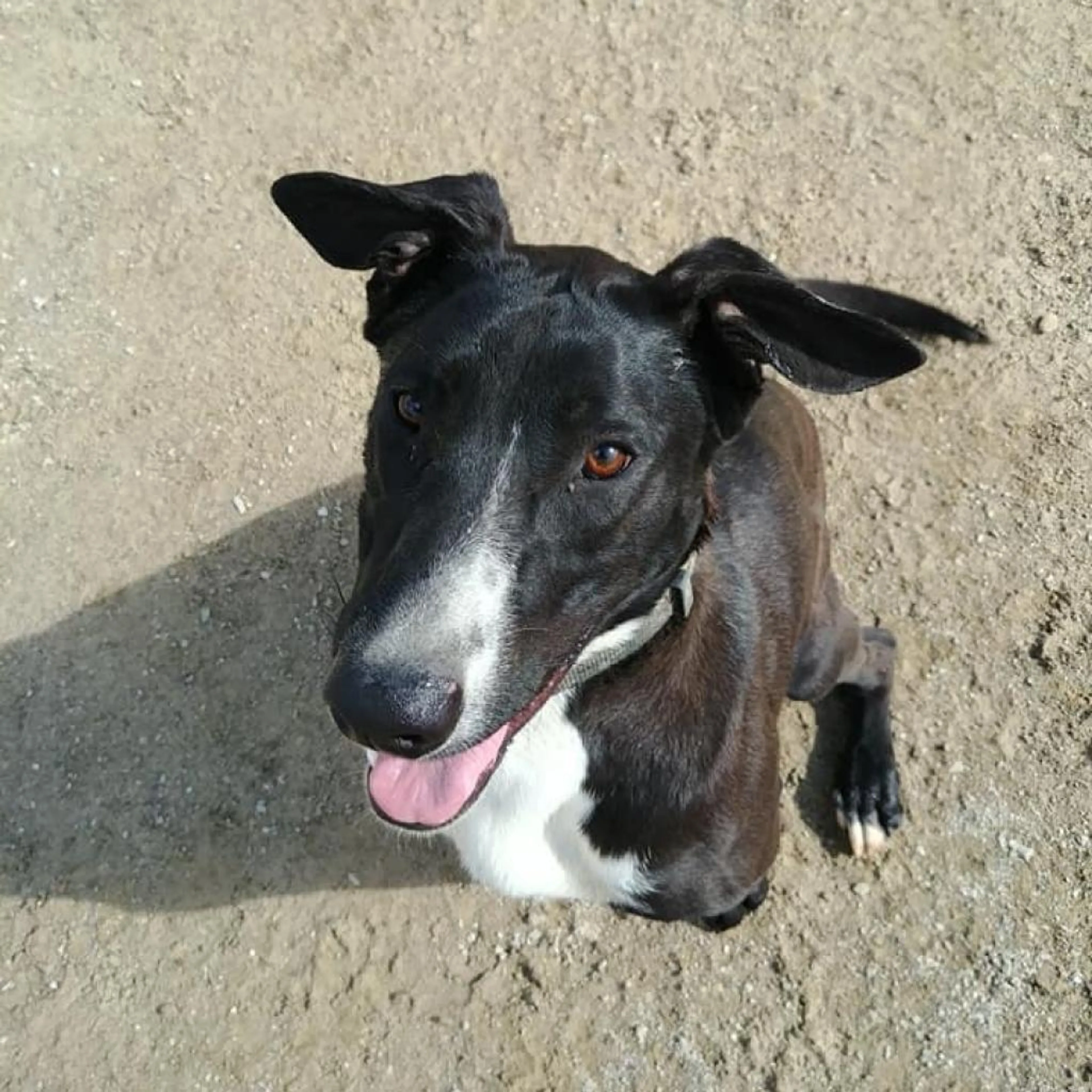 Found pet-4