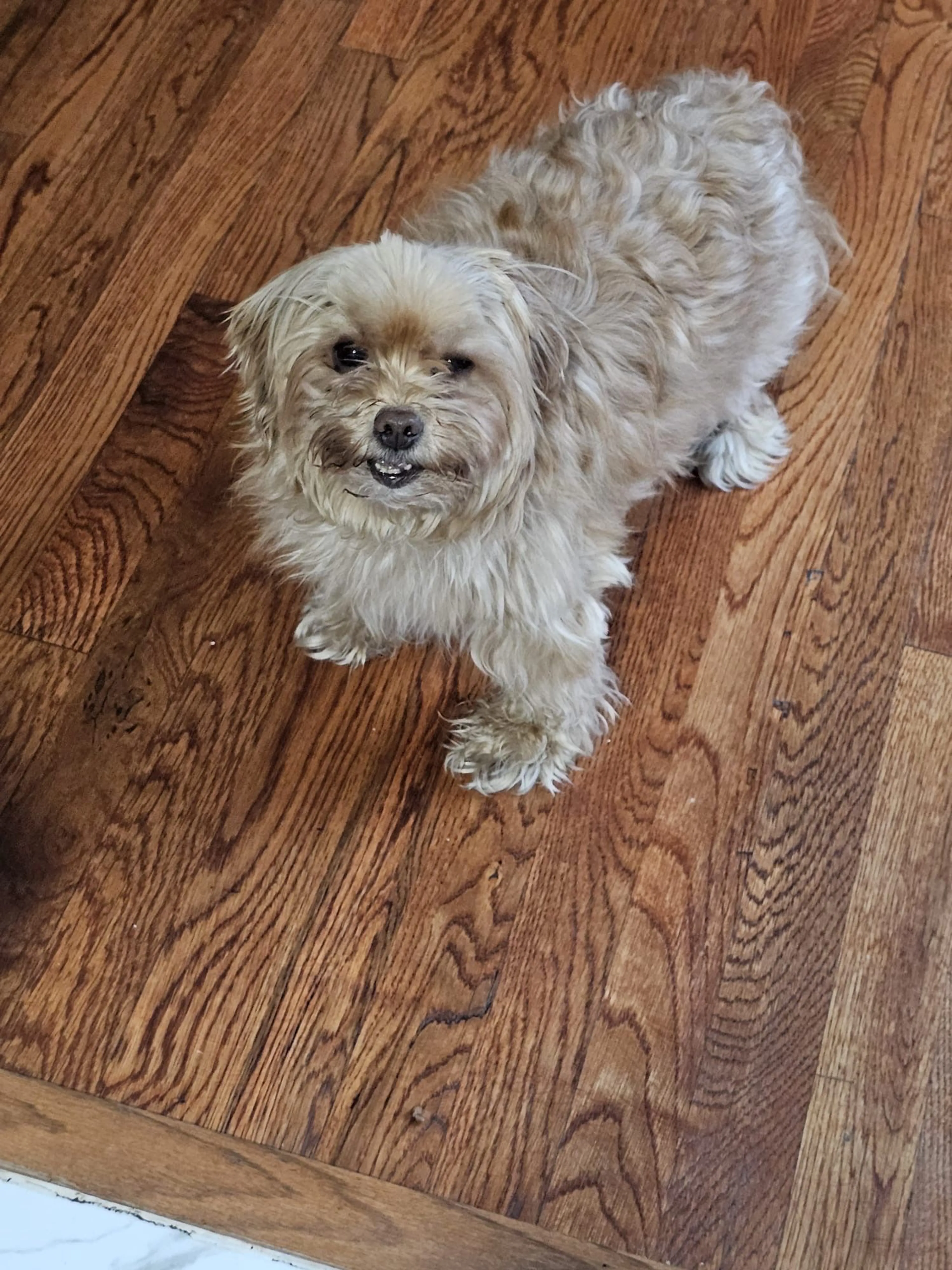 Lost pet