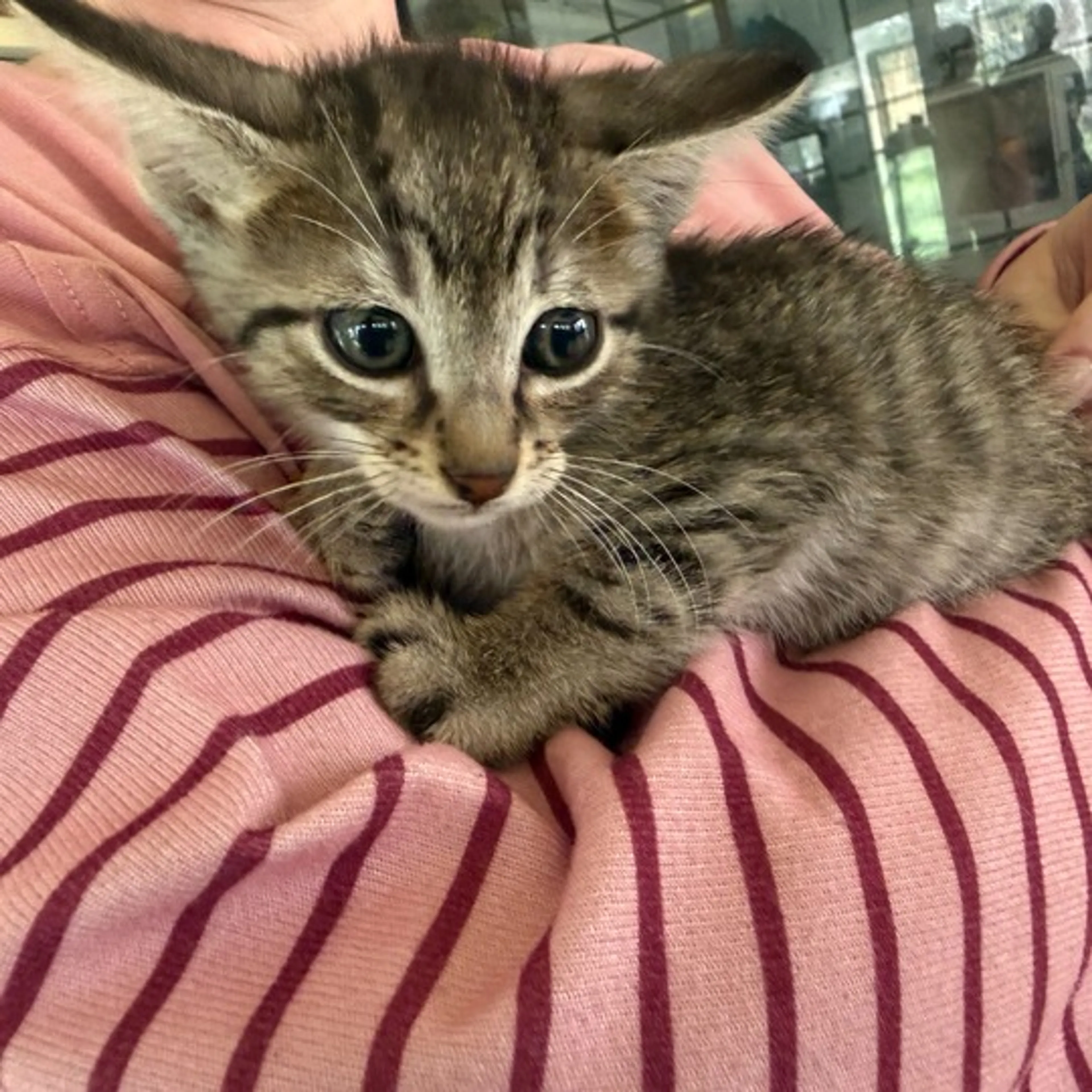 Found pet