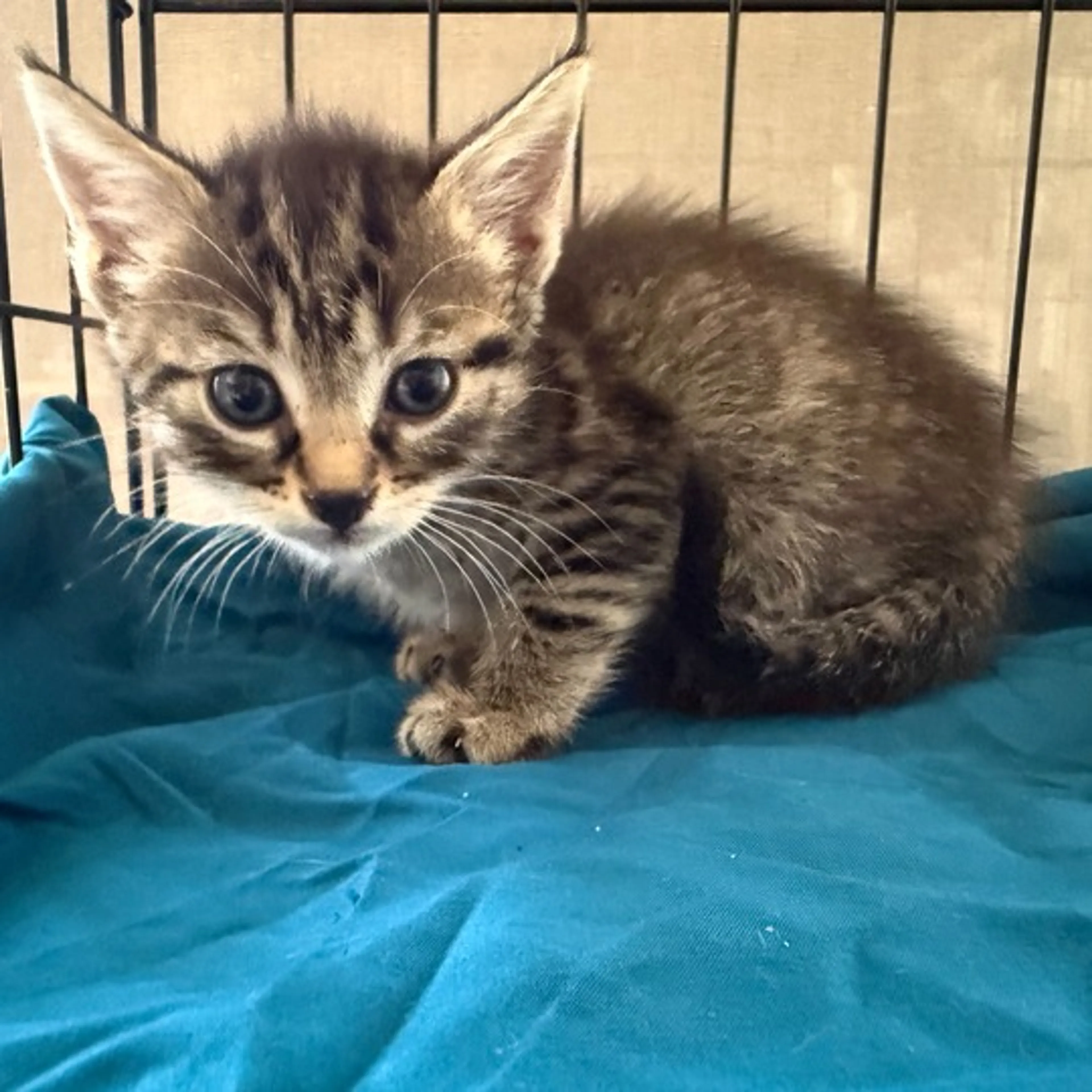 Found pet