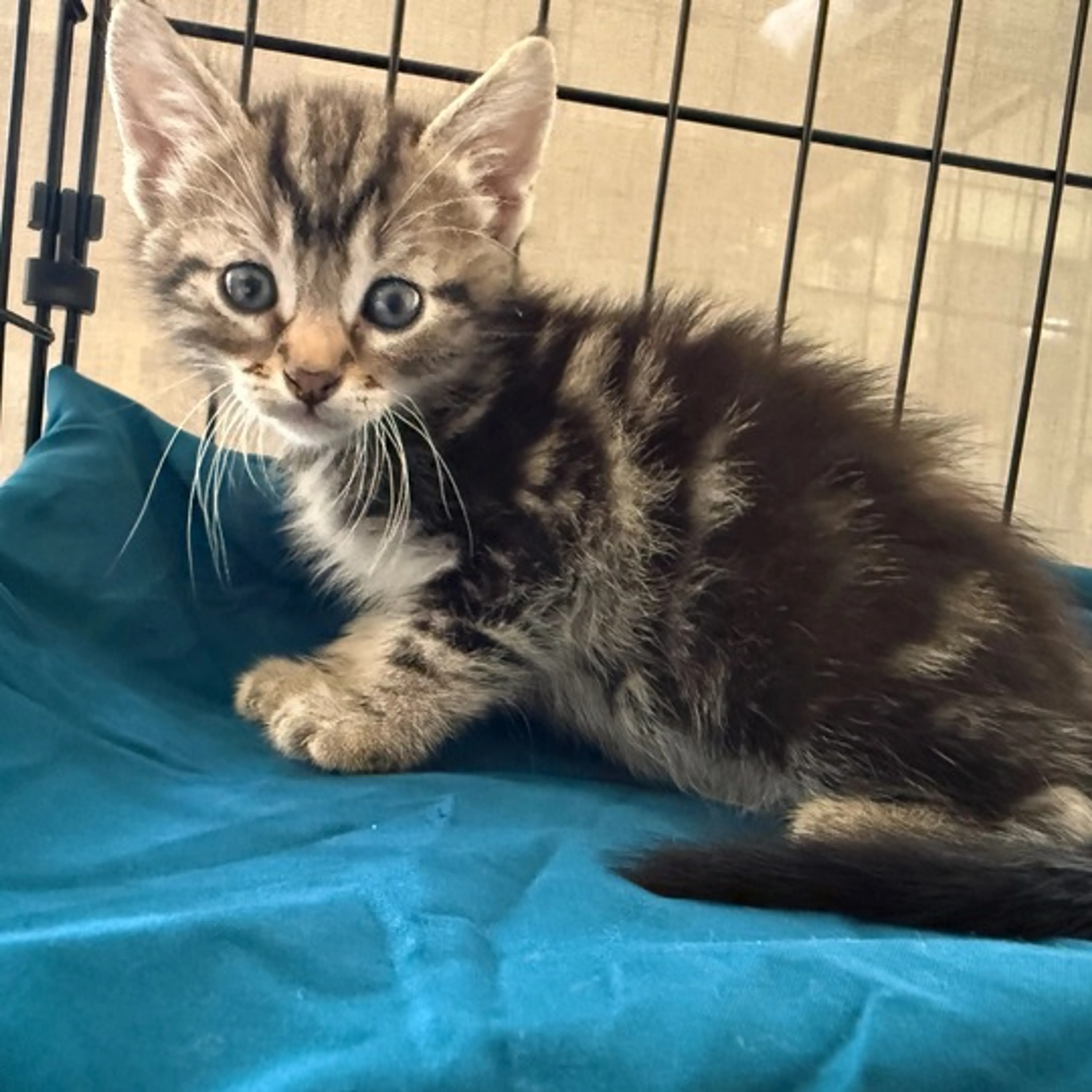 Found pet