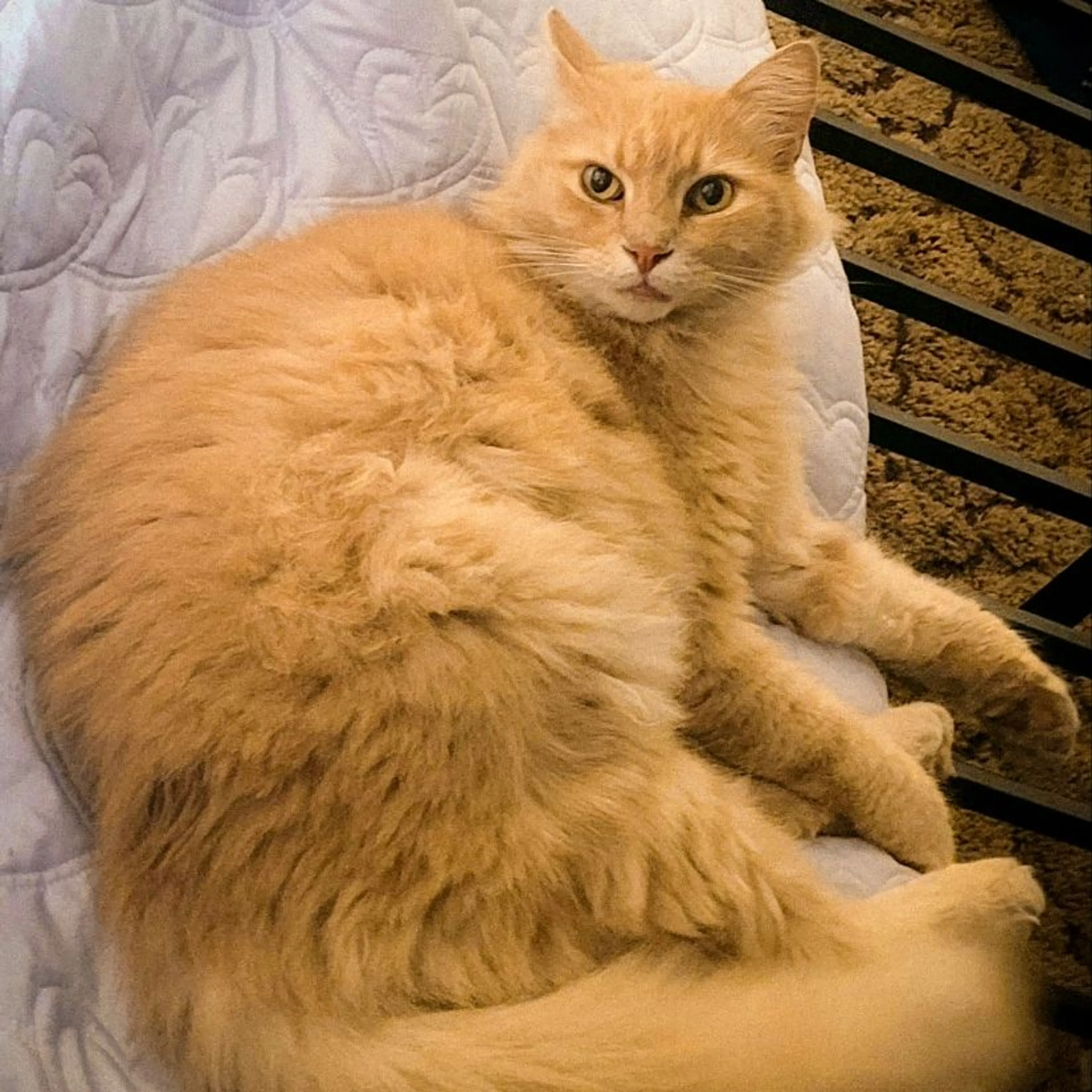 Lost pet
