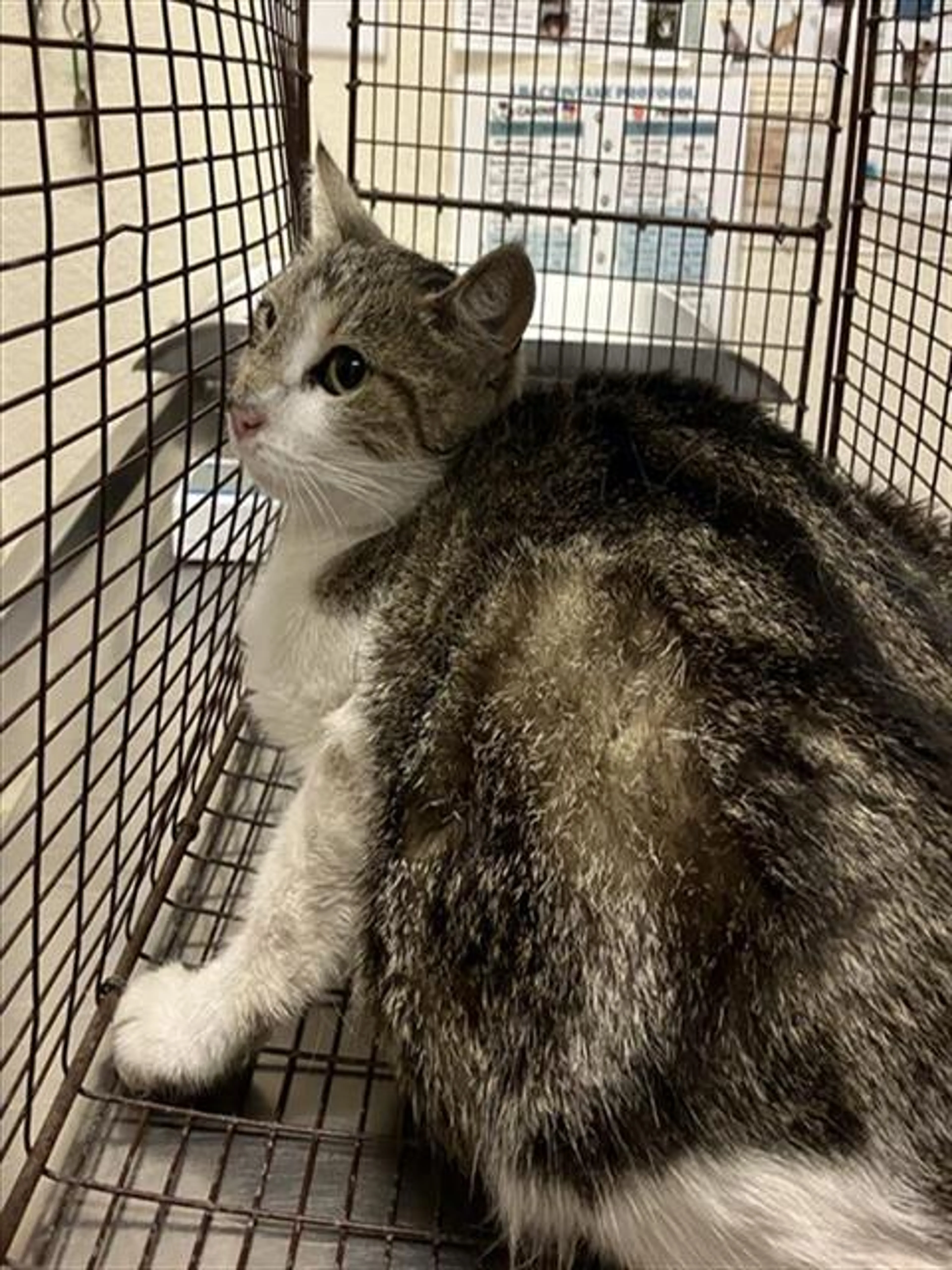 Found pet