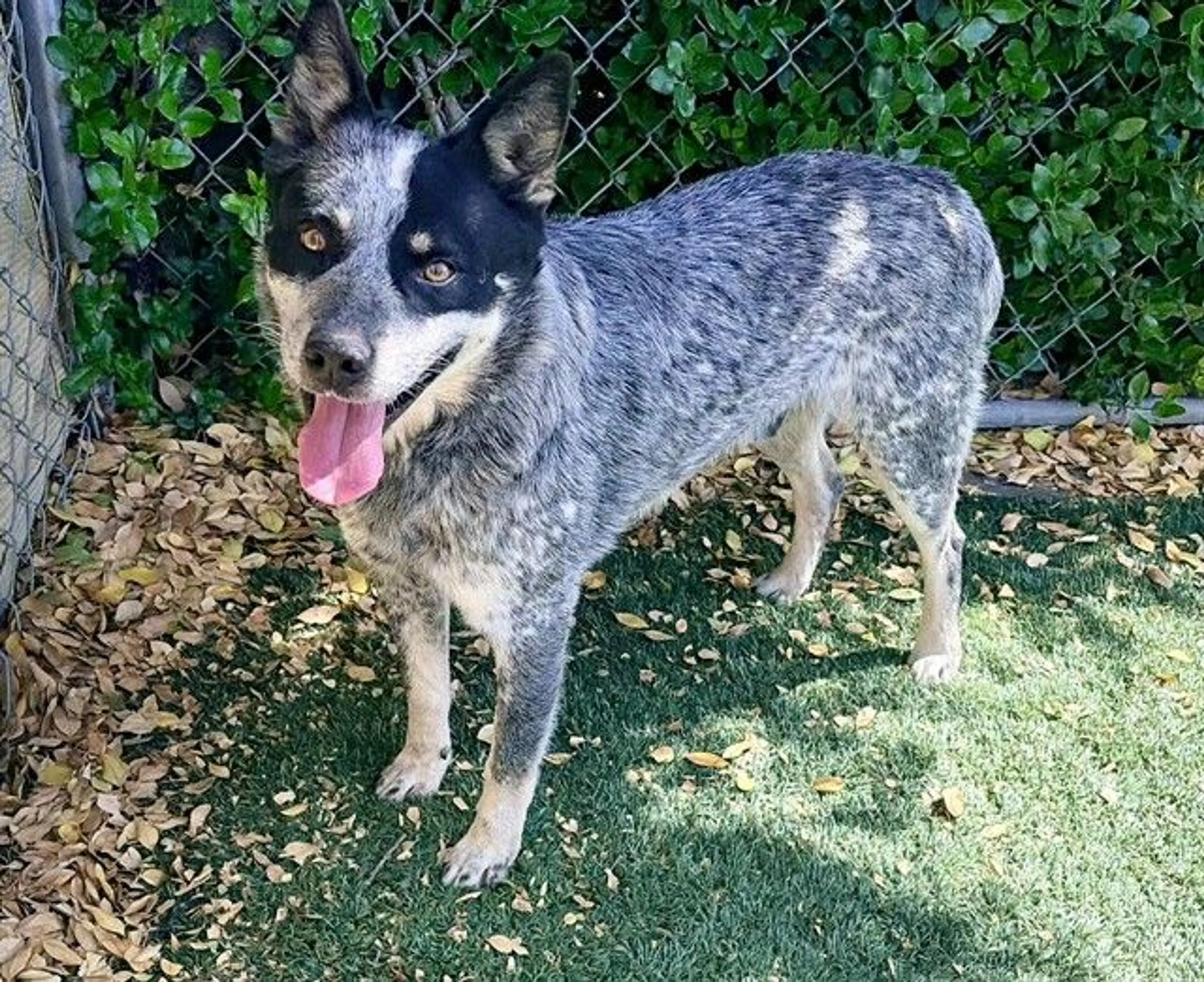 Found pet