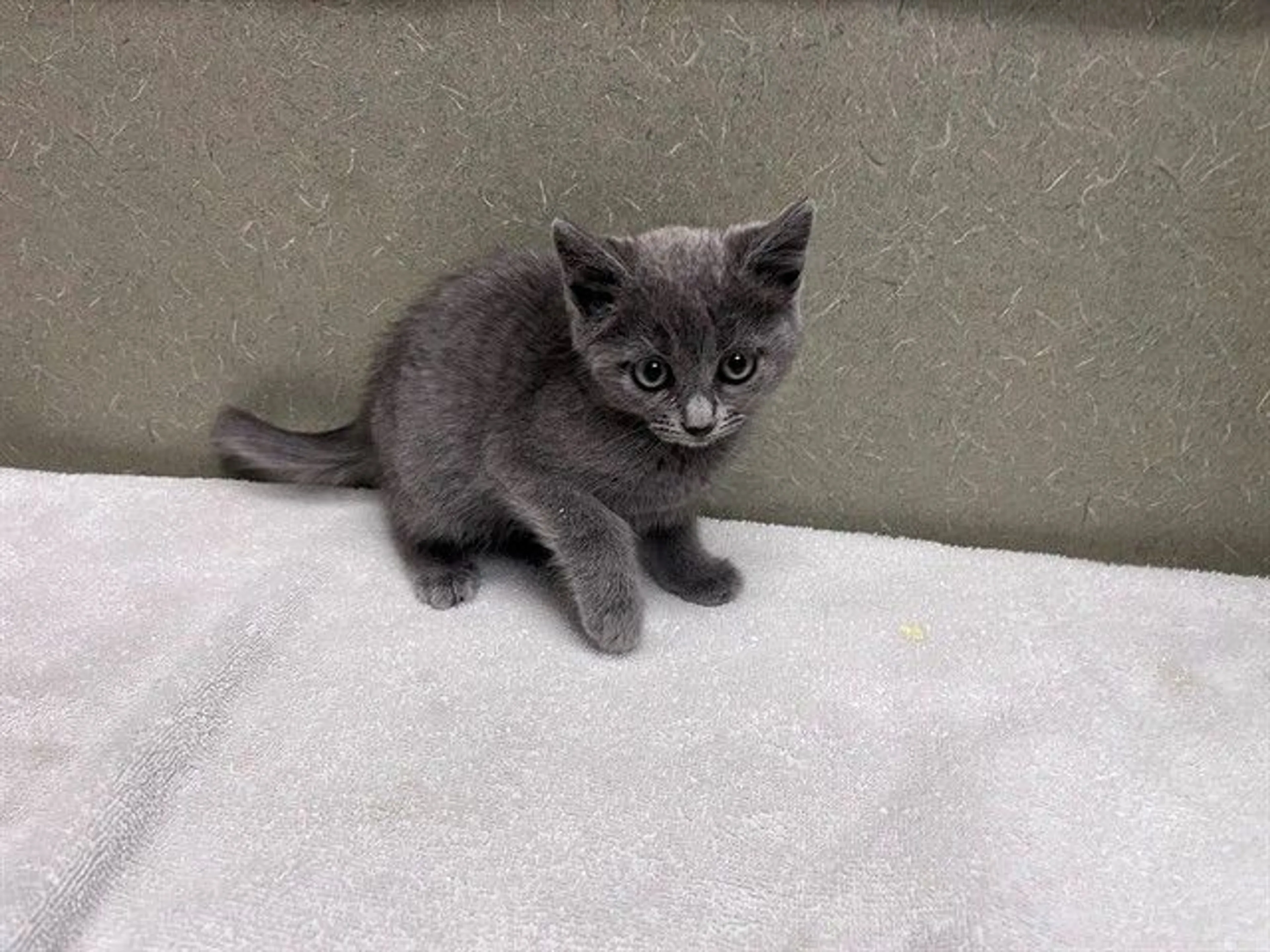 Found pet