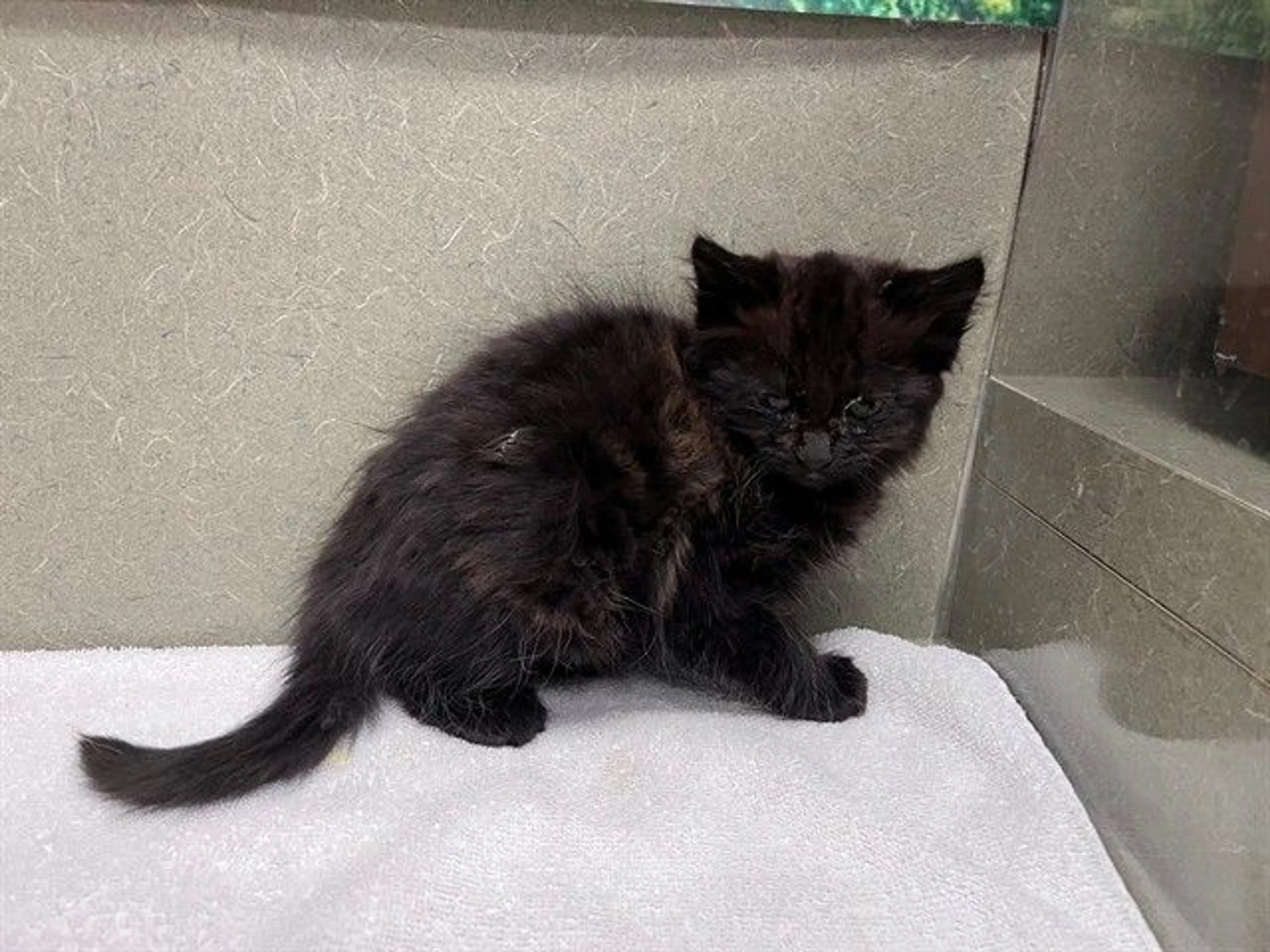 Found pet
