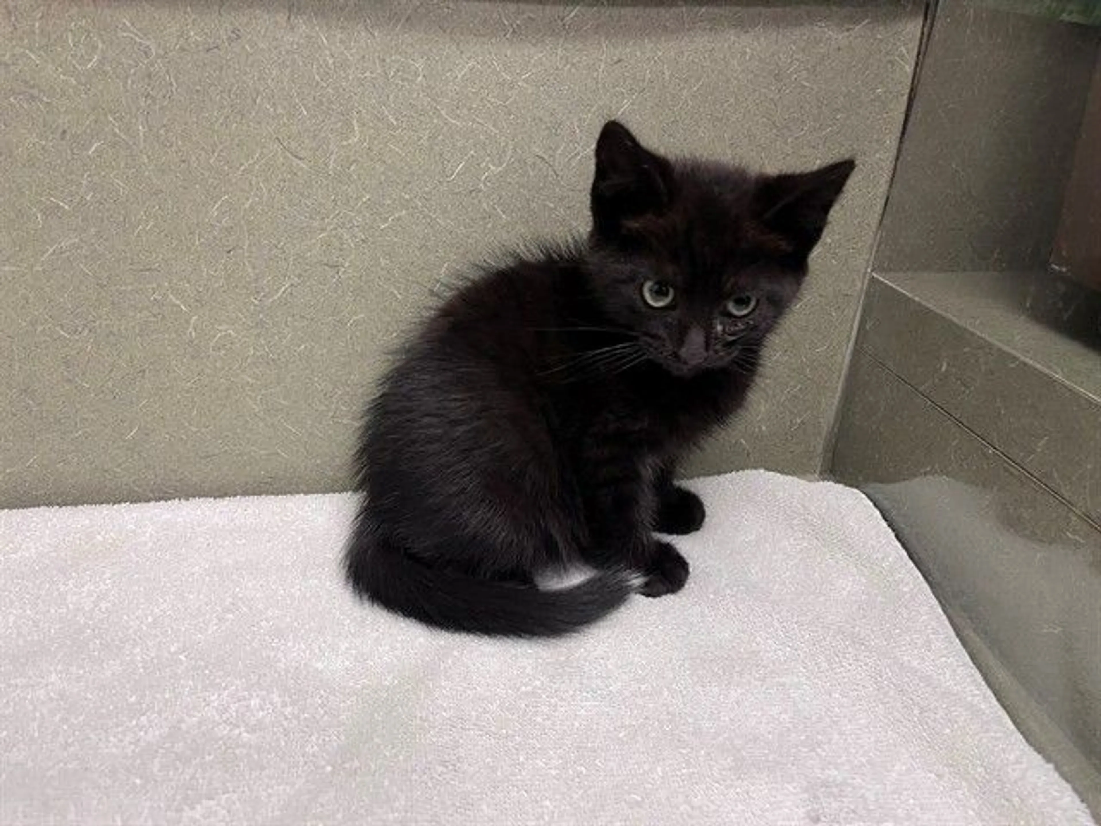 Found pet