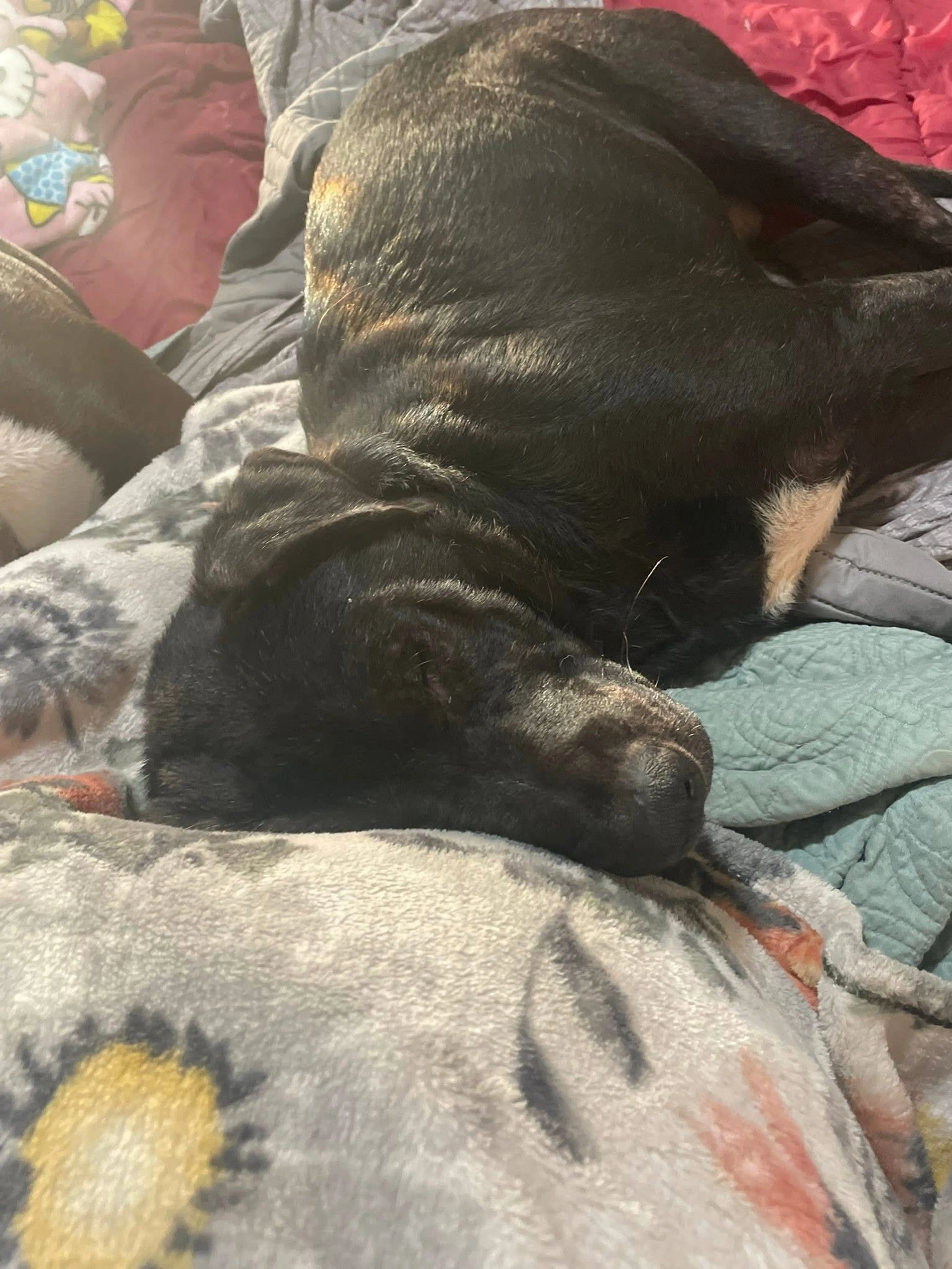 Lost pet-2