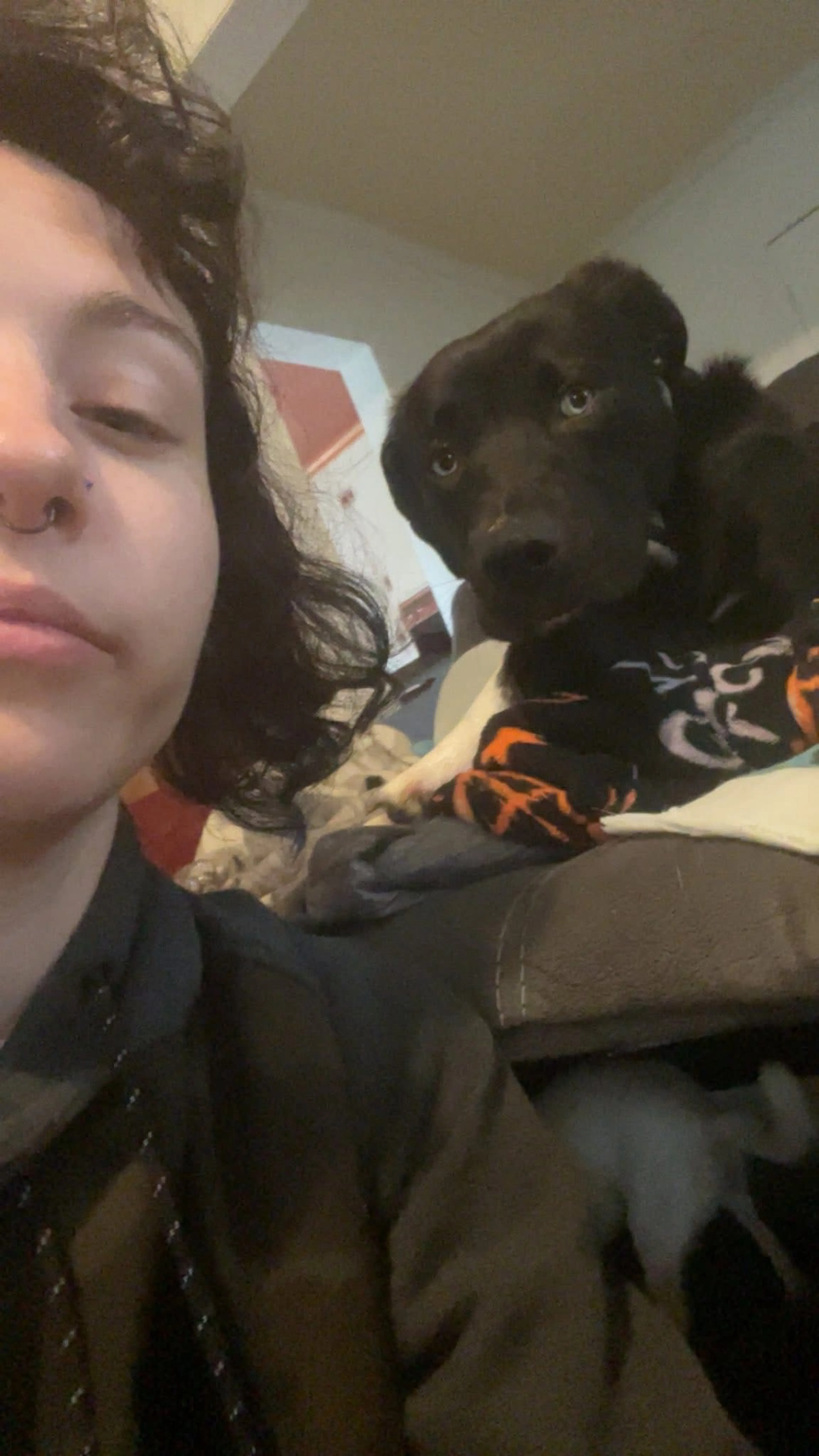 Lost pet-4
